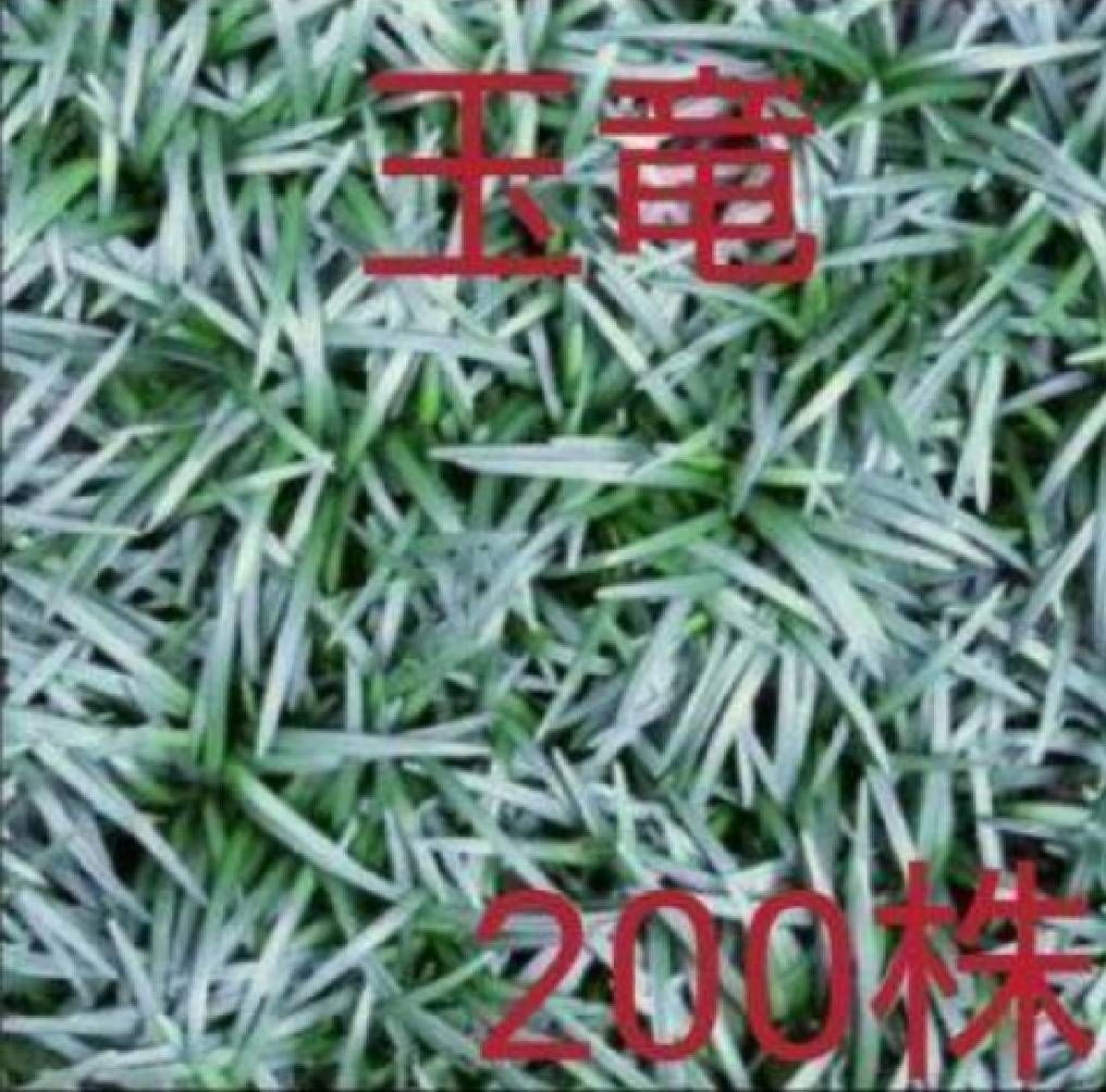 メルカリshops タマリュウ 約0株 リュウノヒゲ ジャノヒゲ