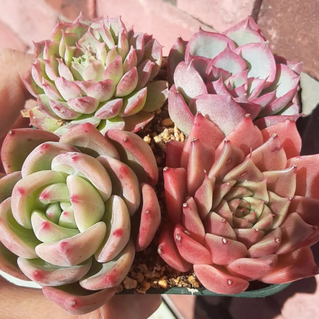 人気の福袋 高い素材 新品 未使用 多肉植物 クリスマスセール 年末まで ４苗セット 名無し小苗3苗セット 植物 観葉植物 Uvamarketing Com Mx Uvamarketing Com Mx