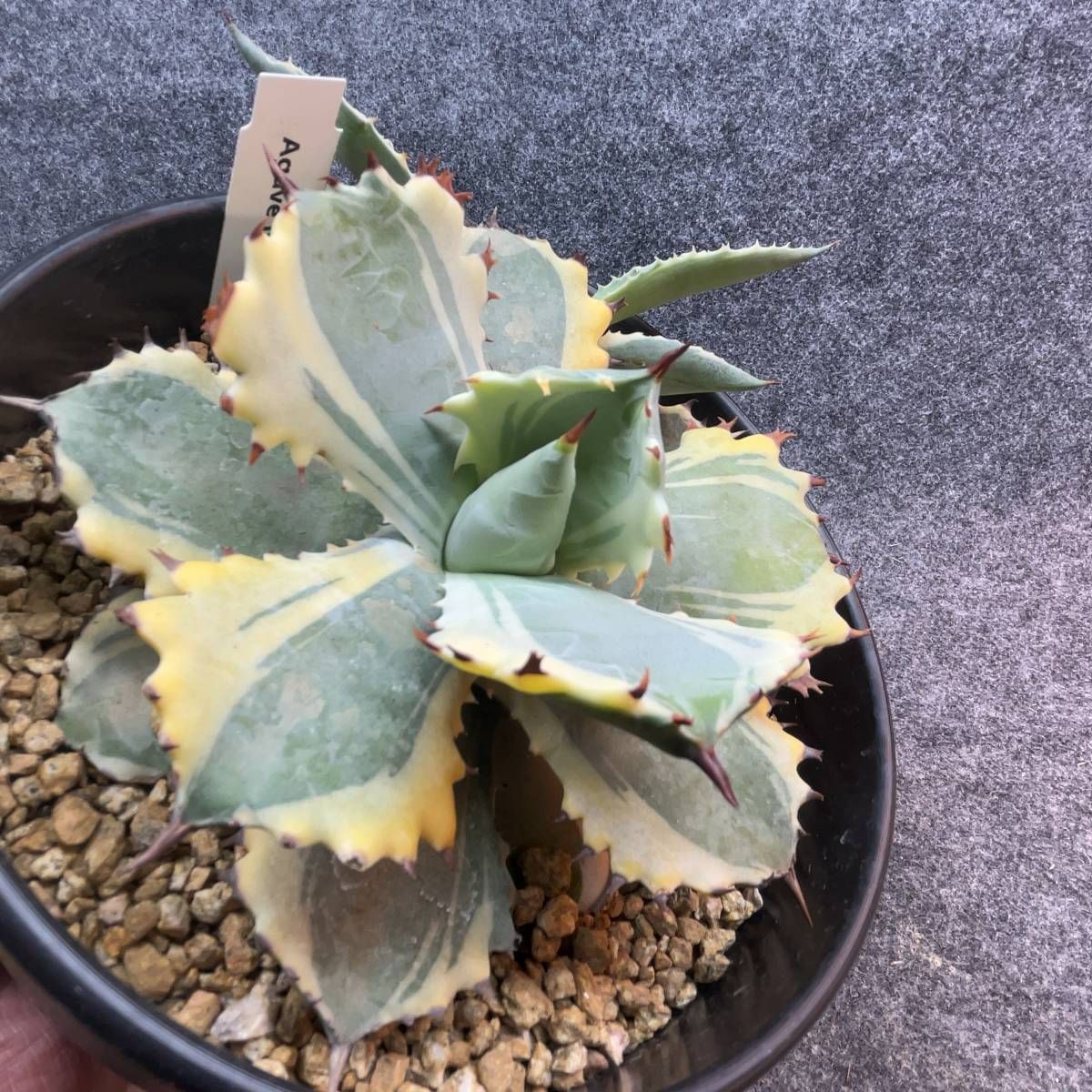 アガベ王妃兜蟹錦　菊鉢5号　現品鉢ごと発送 アガベ王妃兜蟹錦現品鉢ごと発送 アガベ王妃兜蟹錦 菊鉢