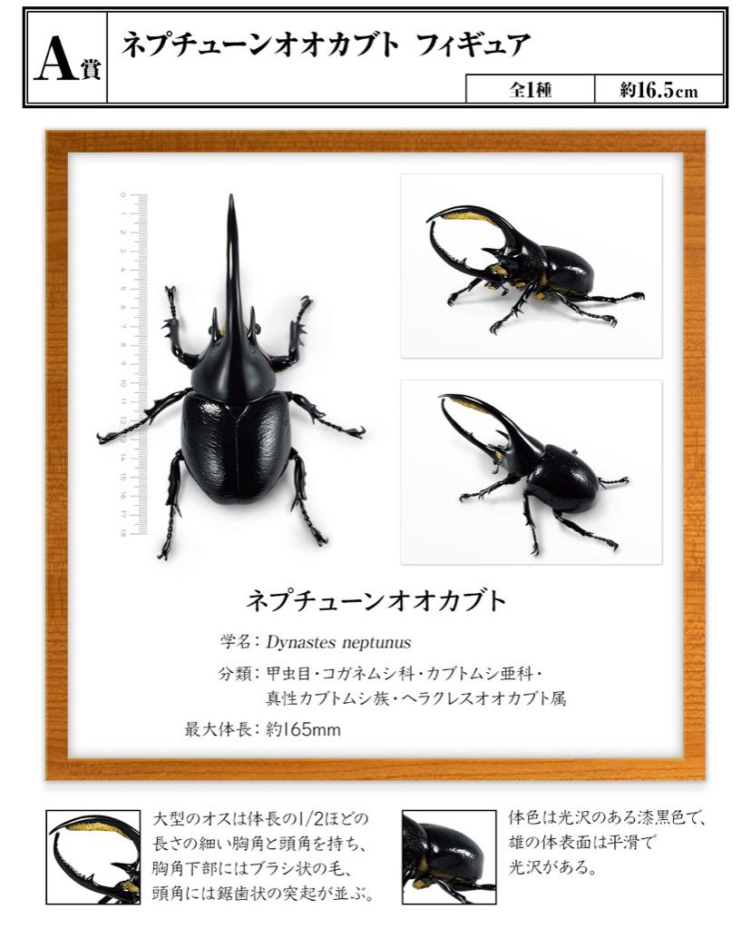 日本最級 ネプチューンオオカブト カブトムシ 昆虫 フィギュア フィギュア