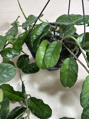 ホヤ hoya グロブローサ 5号鉢 観葉植物 ホヤ グロブローサ(グロボーサ) 5号ロング吊り鉢(個体