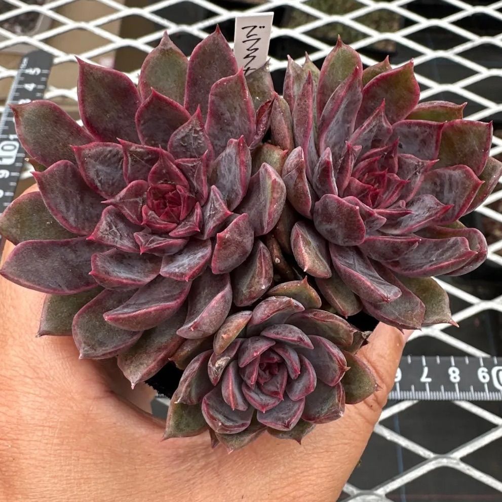 ブラックナイト 黒騎士 【現品】エケベリア 多肉植物 - メルカリ