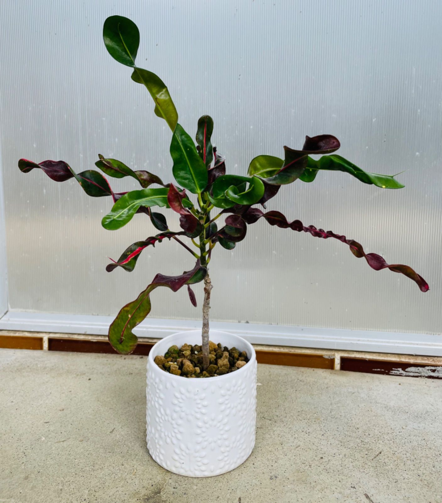 人気の福袋 開梱 設置 無料 新品 未使用 クロトン ピンク葉 斑入り 鉢ごと 植物 観葉植物 Bollywood Palace Fr Bollywood Palace Fr 人気の福袋 開梱 設置 無料 新品 未使用 クロトン ピンク葉 斑入り 鉢ごと 植物 観葉植物 Bollywood Palace Fr Bollywood Palace Fr