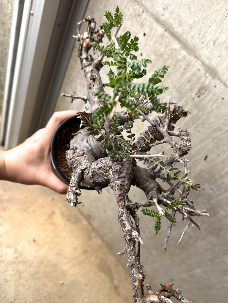 植物