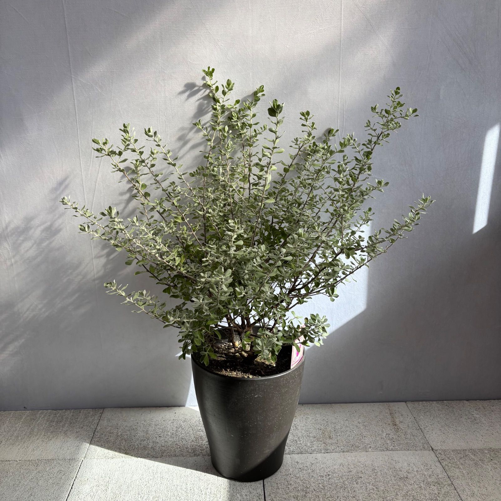 レウコフィラム レウコフィルム シルバーリーフ 常緑低木