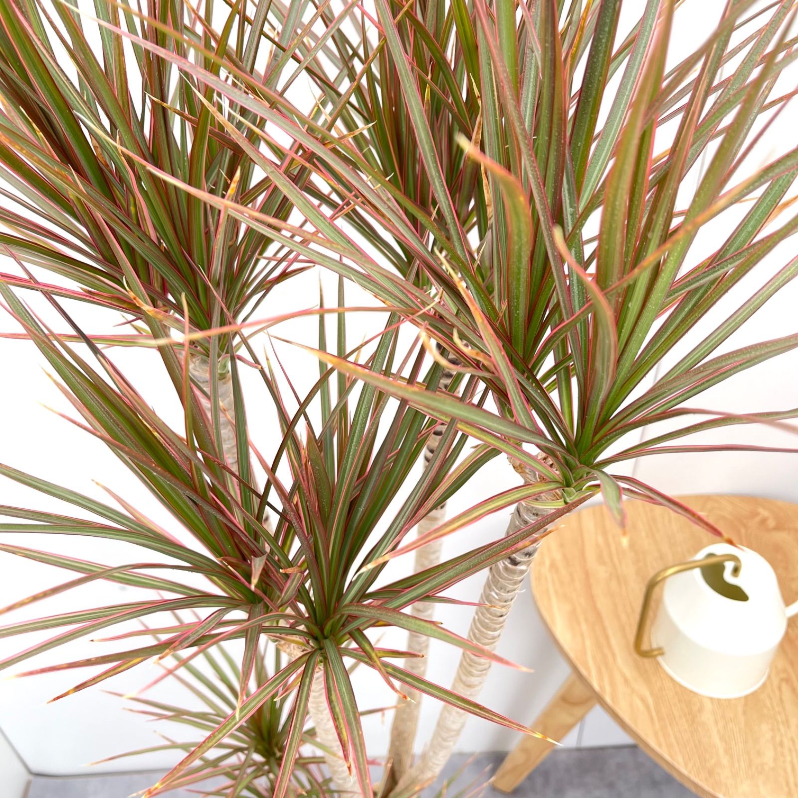 ドラセナ コンシンネ レインボー【現品】観葉植物 室内 大型 - メルカリ