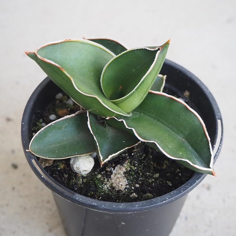 ＩＴＡＮＳＥ サンスベリア サムライドワーフ 3号 4個セット 品種で選べる観葉植物 リュウゼツラン科サンセベリア属 別名 エーレンベルギー サムライドワーフ トラノオ ミニサムライ●肉厚で鋭い葉を積み重ねることが特徴の品種 葉の端には赤茶と白の縁取