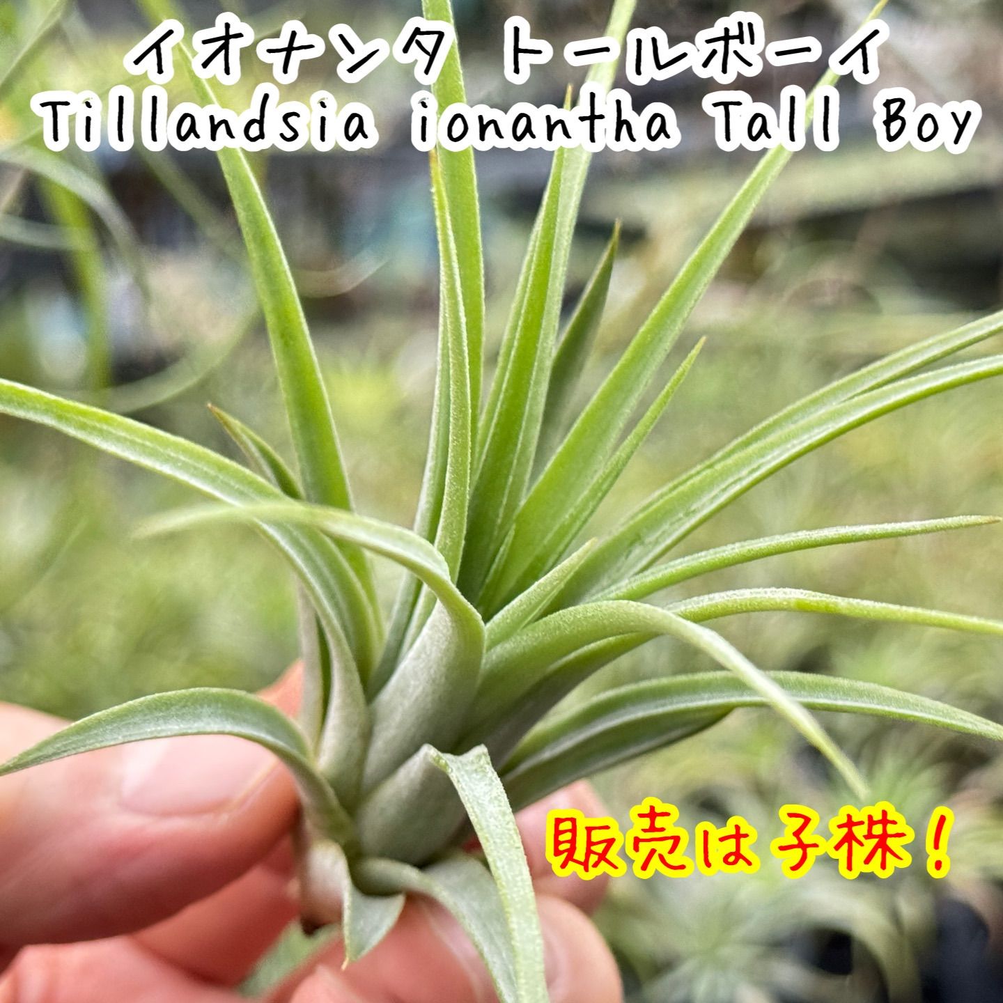 小＊ New! ファットボーイの縦長タイプ＊ チランジア イオナンタ