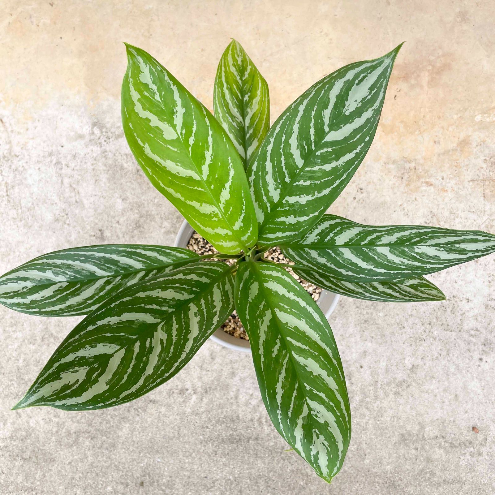 アグラオネマ ニティドゥム カーティシー Aglaonema Nitidum Curtisii - メルカリ