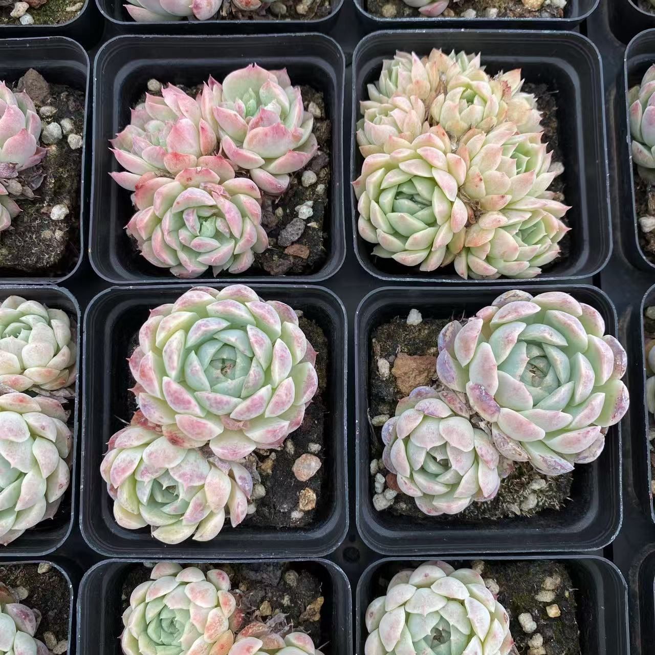 抜き苗 多肉植物