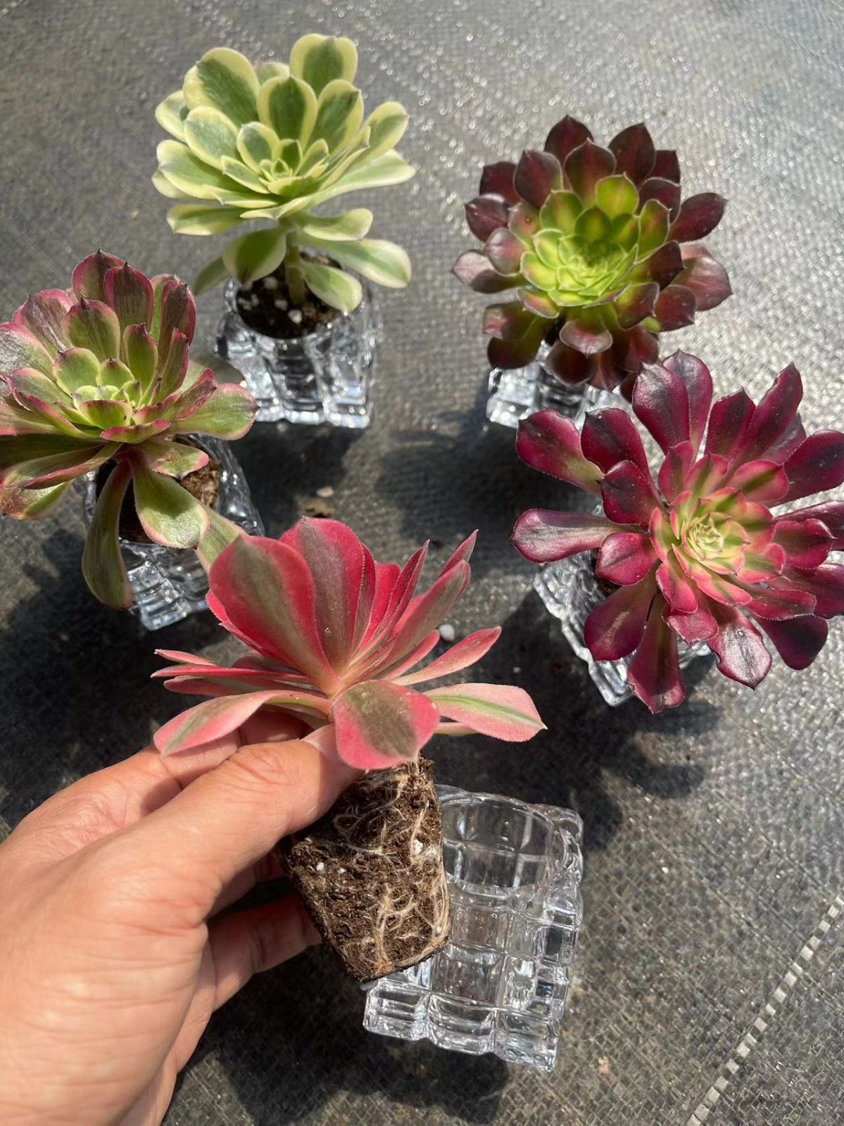 5種類 ピンクウィッチ オウカリ 緑豆砂 美姫 アエオニウム属 法師錦  