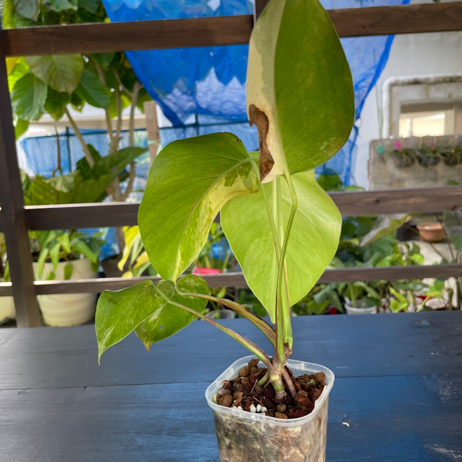 美斑入り】モンステラ ボルシギアナ オーレア 黄斑 - メルカリ