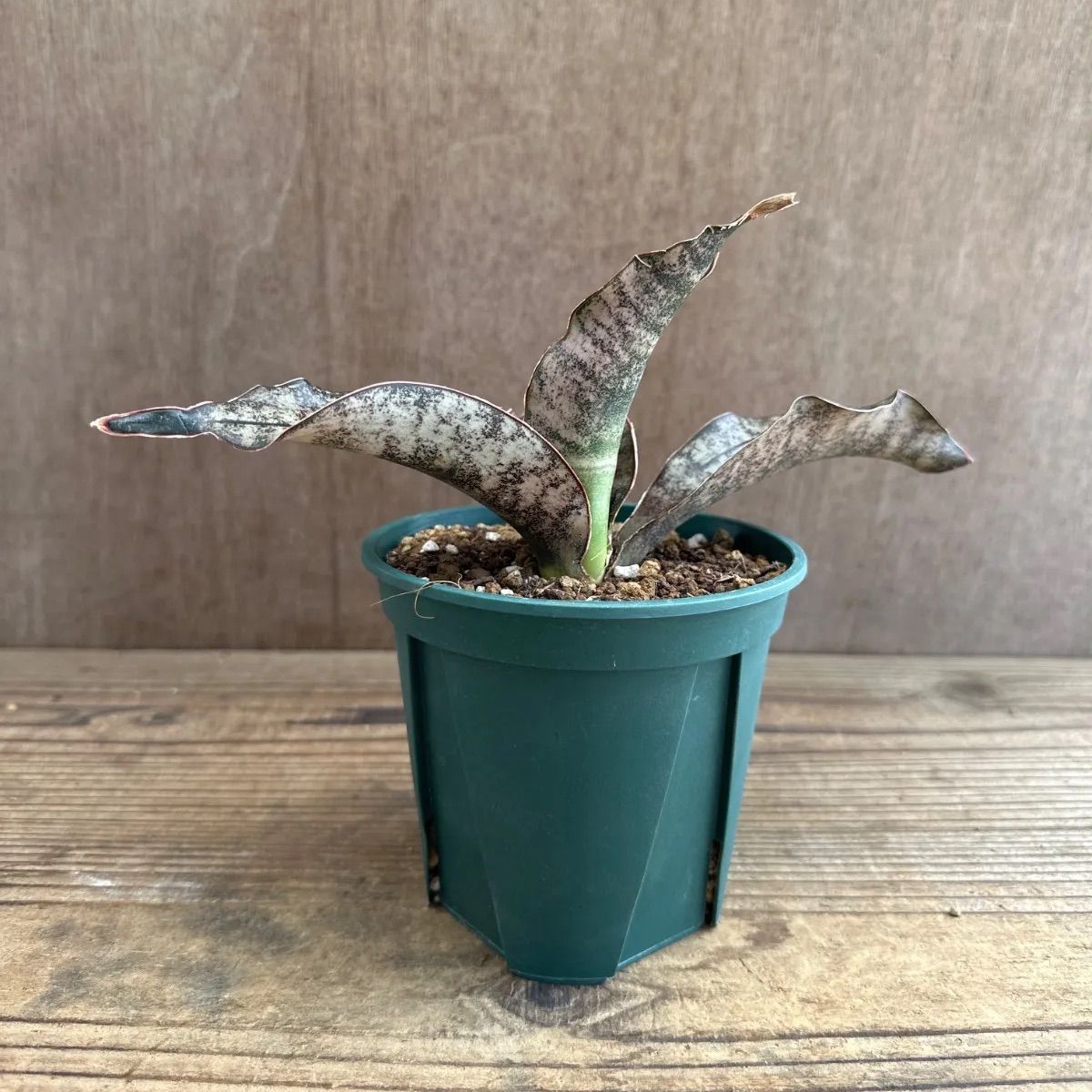 サンスベリア・キルキーコパトーン・希少品種・レア植物 サンセベリア キルキーコパトーン ③ Sansevieria kirkii var
