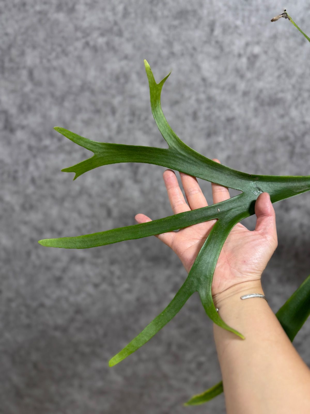 ビカクシダ ウィリンキー P.willinckii wild from East Java