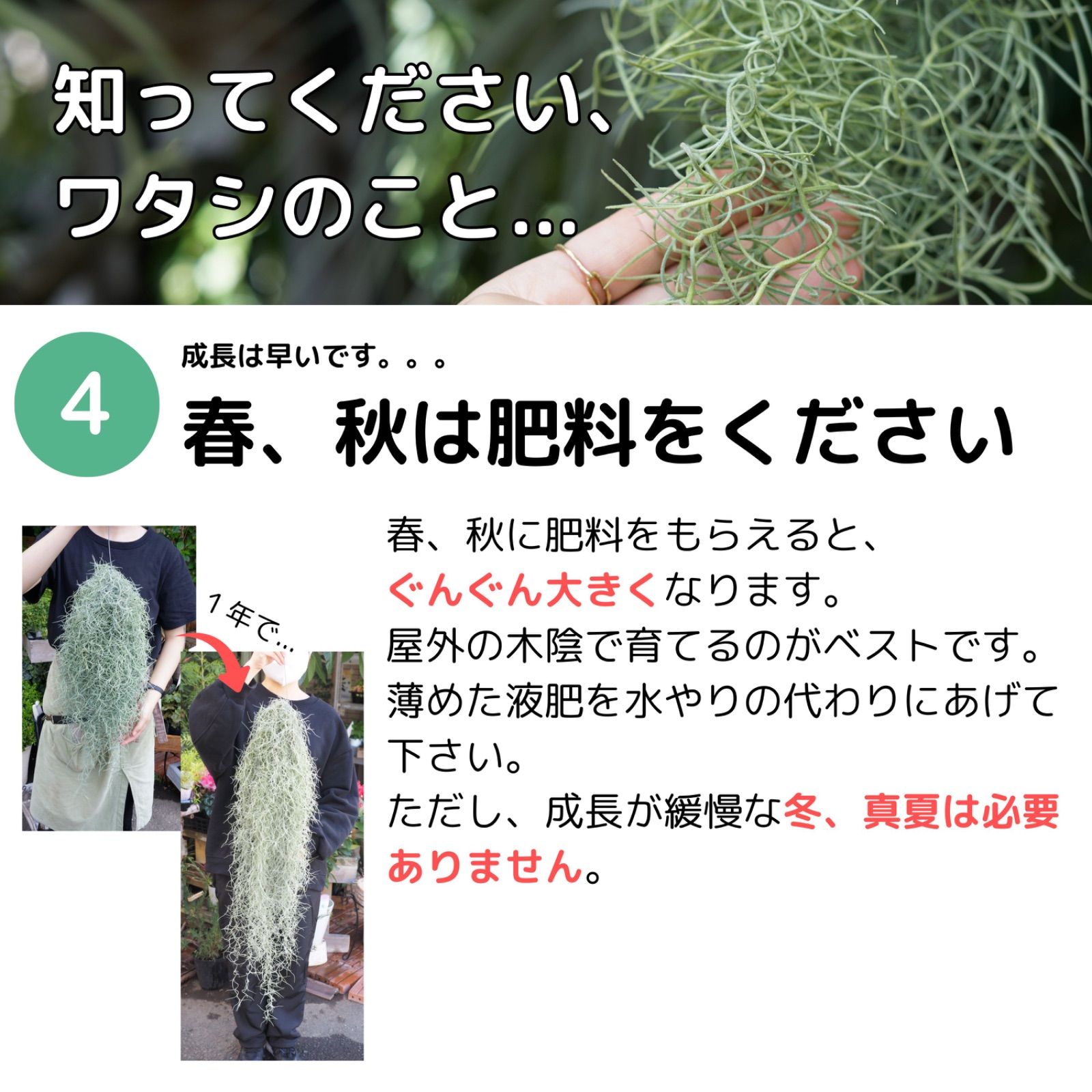 特大サイズのスパニッシュモス（60cm） チランジア エアプランツ ウスネオイデス
