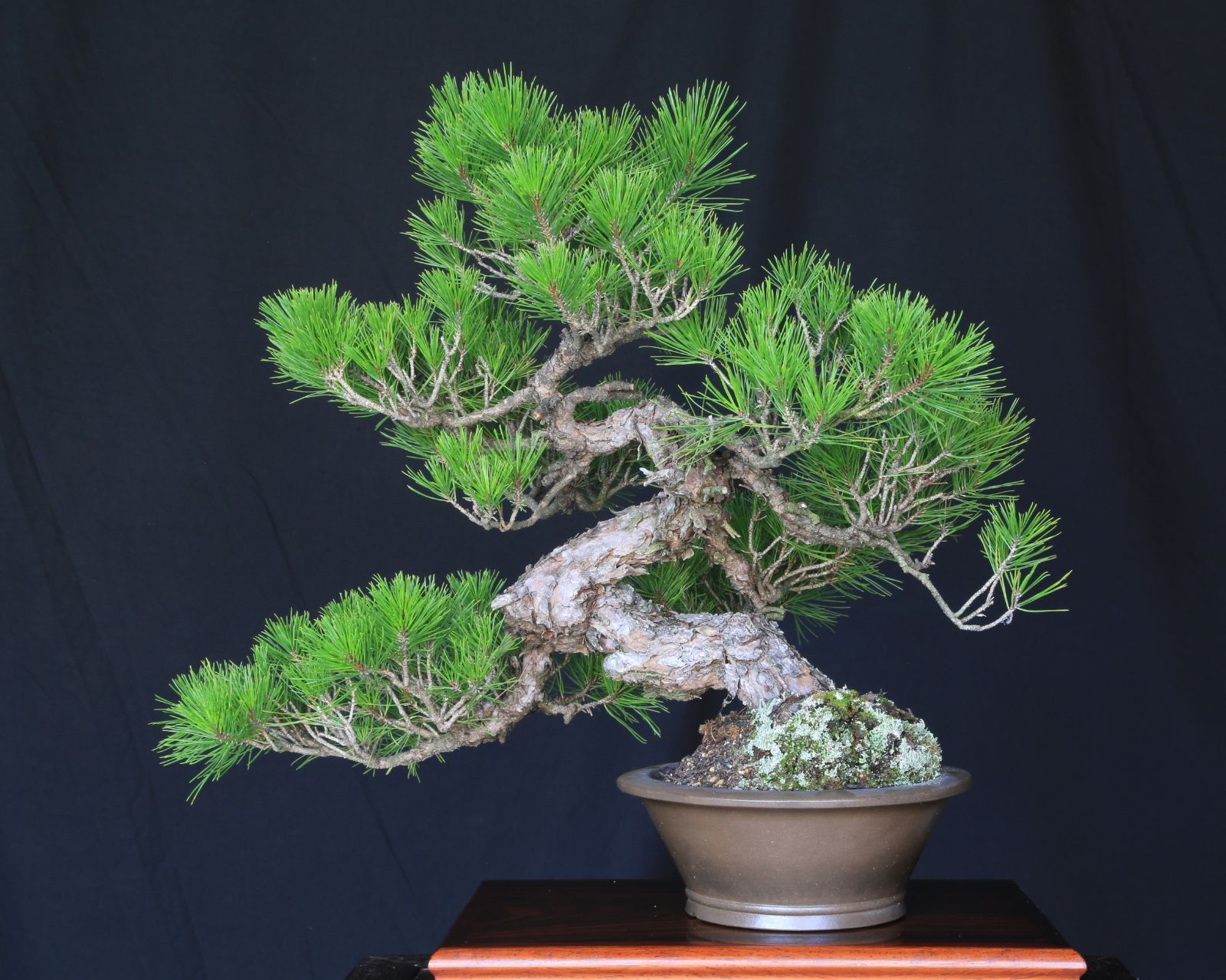 【中品 山採　杜松盆栽】　　　TGUYEN PHUNG TIEP 山採り赤松 模様木 中品盆栽【泰寿園 Online】現品 一点物 赤松