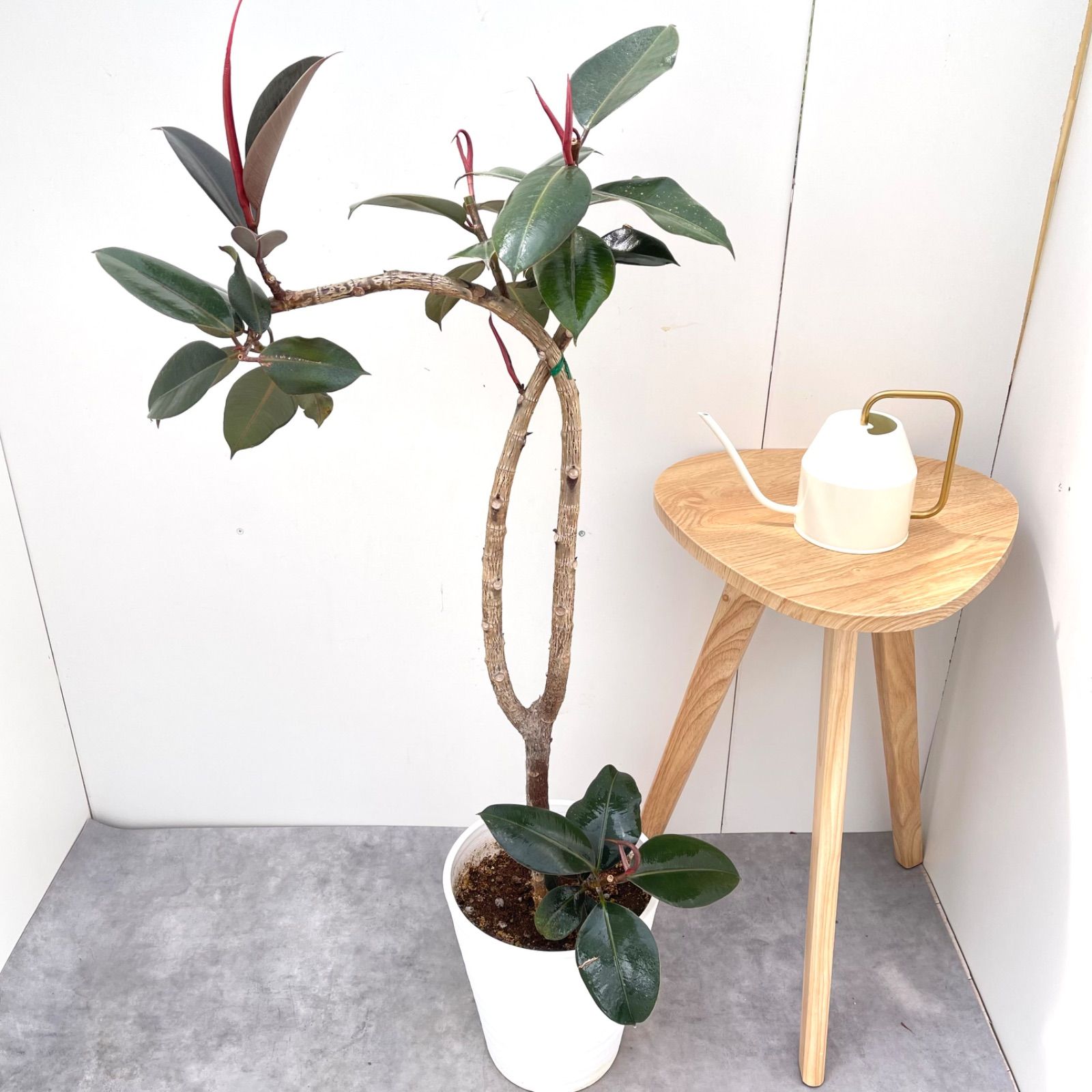 フィカス バーガンディ 4【現品】観葉植物 室内 大型 - メルカリ