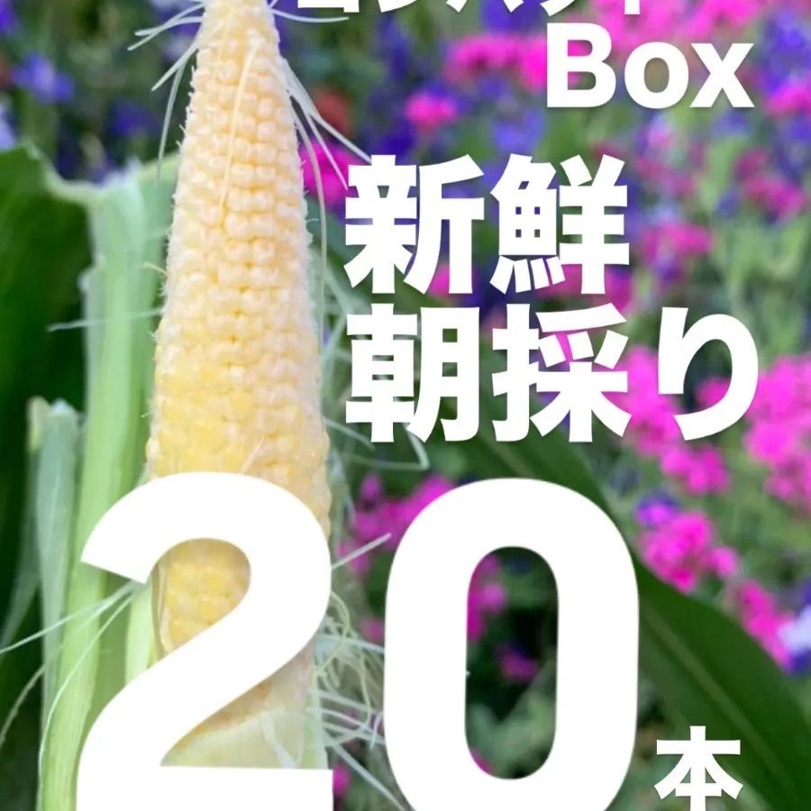 収穫日即日発送 朝採り新鮮ヤングコーン100本 季節限定 ゴールド