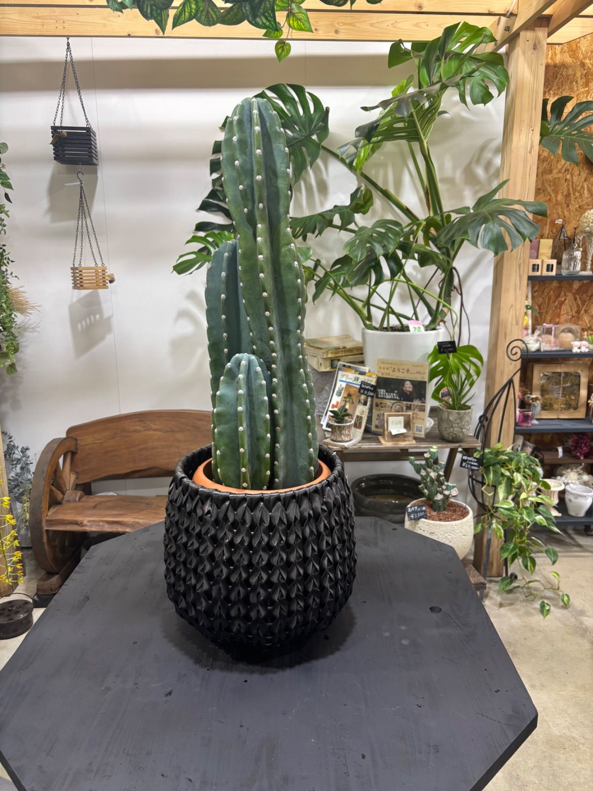 幹太 。オリーブ シプレッシーノ3.0M(鉢底から) 幹太 超逸品。オリーブ