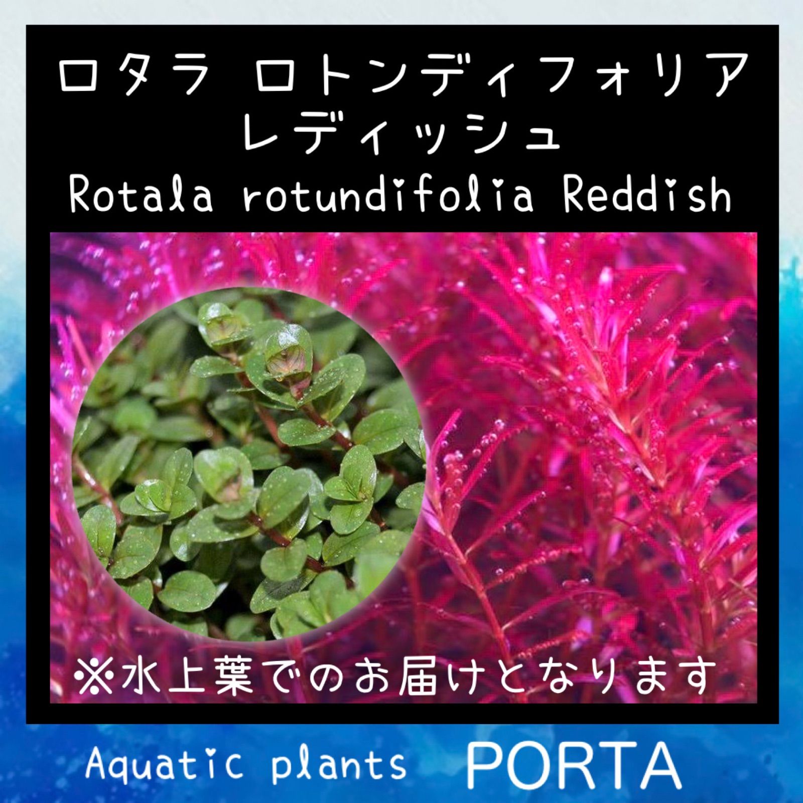 ロタラレディッシュ3本 - 水草