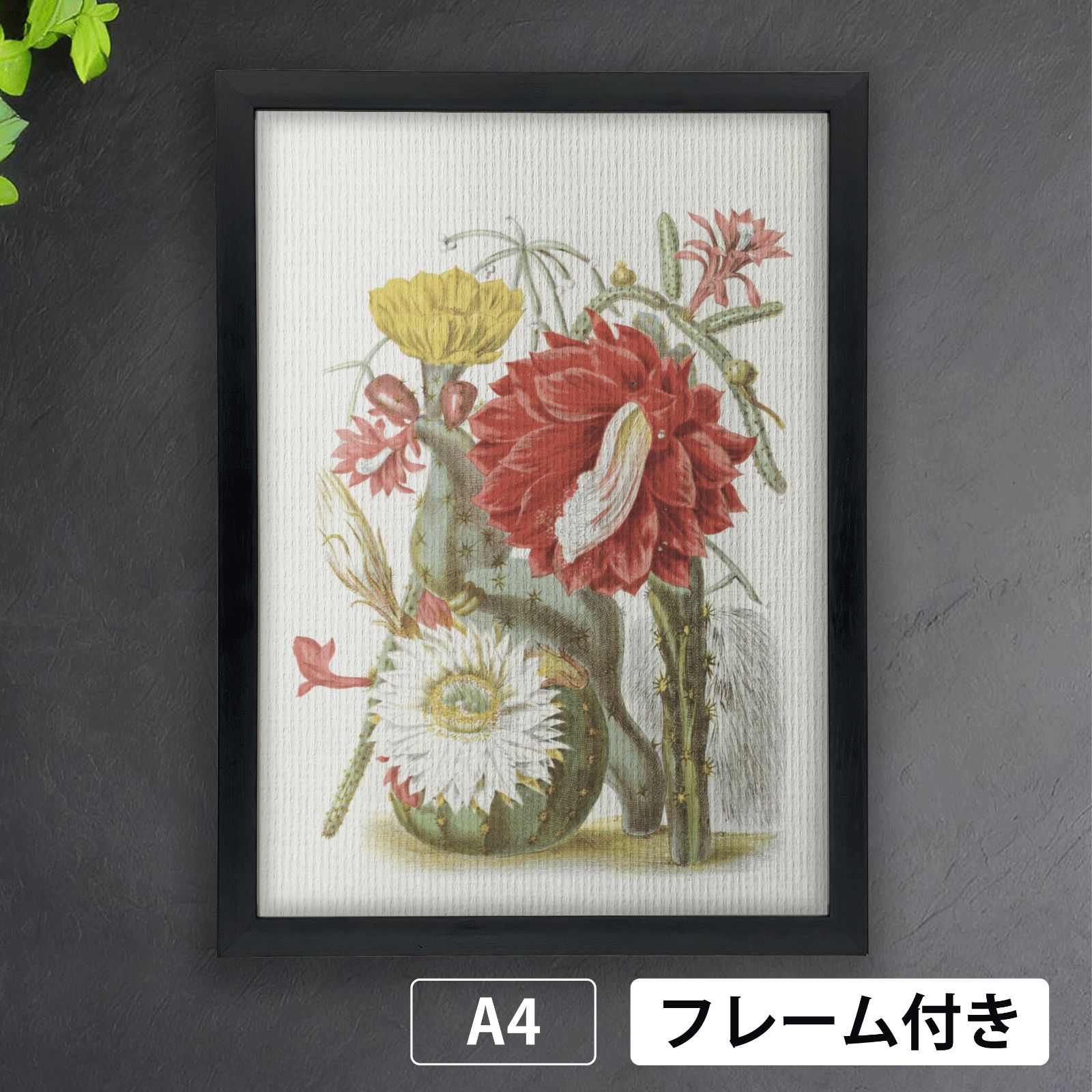 サボテン集合 花（cactus） 1800年代 生物多様性遺産図書館から A4 