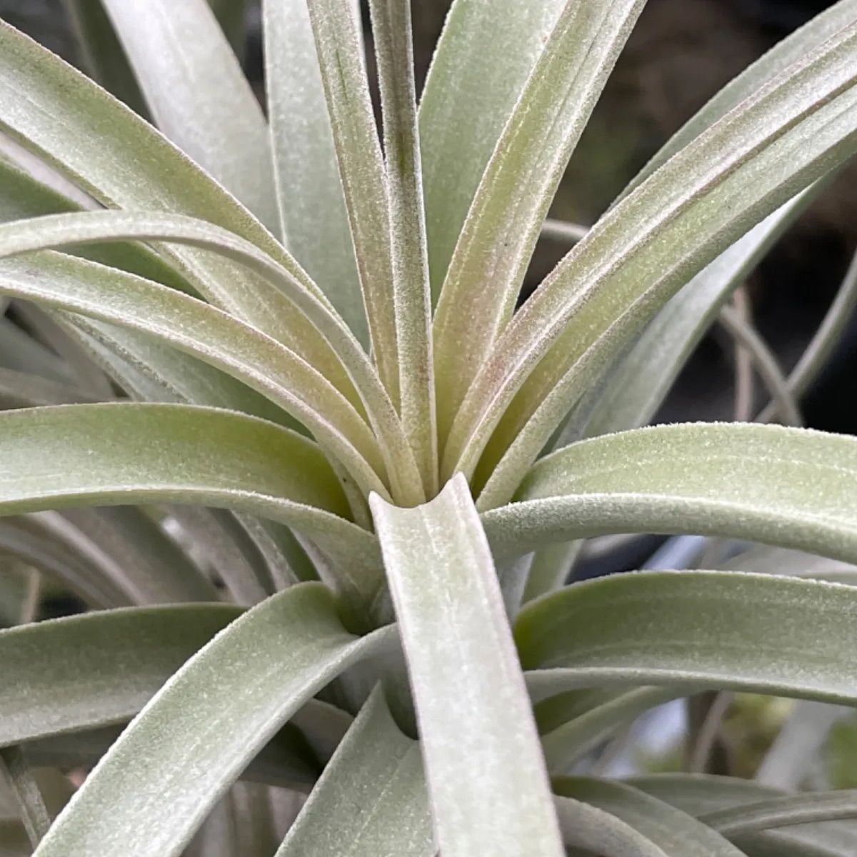 40×40＊チランジア エクセルタ Tillandsia exserta＊エアプランツ