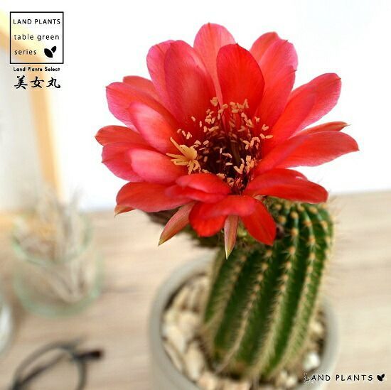 記念メダル□福岡市動物園□黒田武士□ペンギン