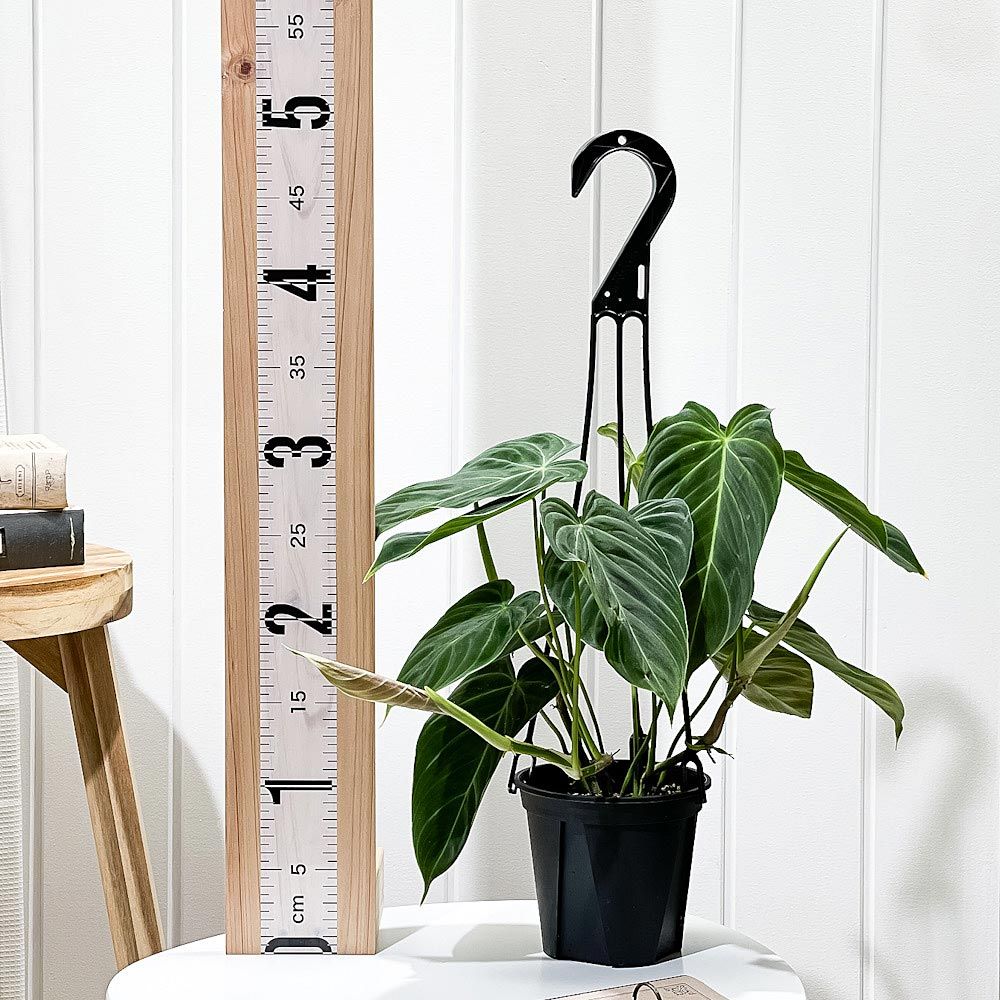 PLANCHU 観葉植物 フィロデンドロン グロリアス 4号吊り鉢 育て