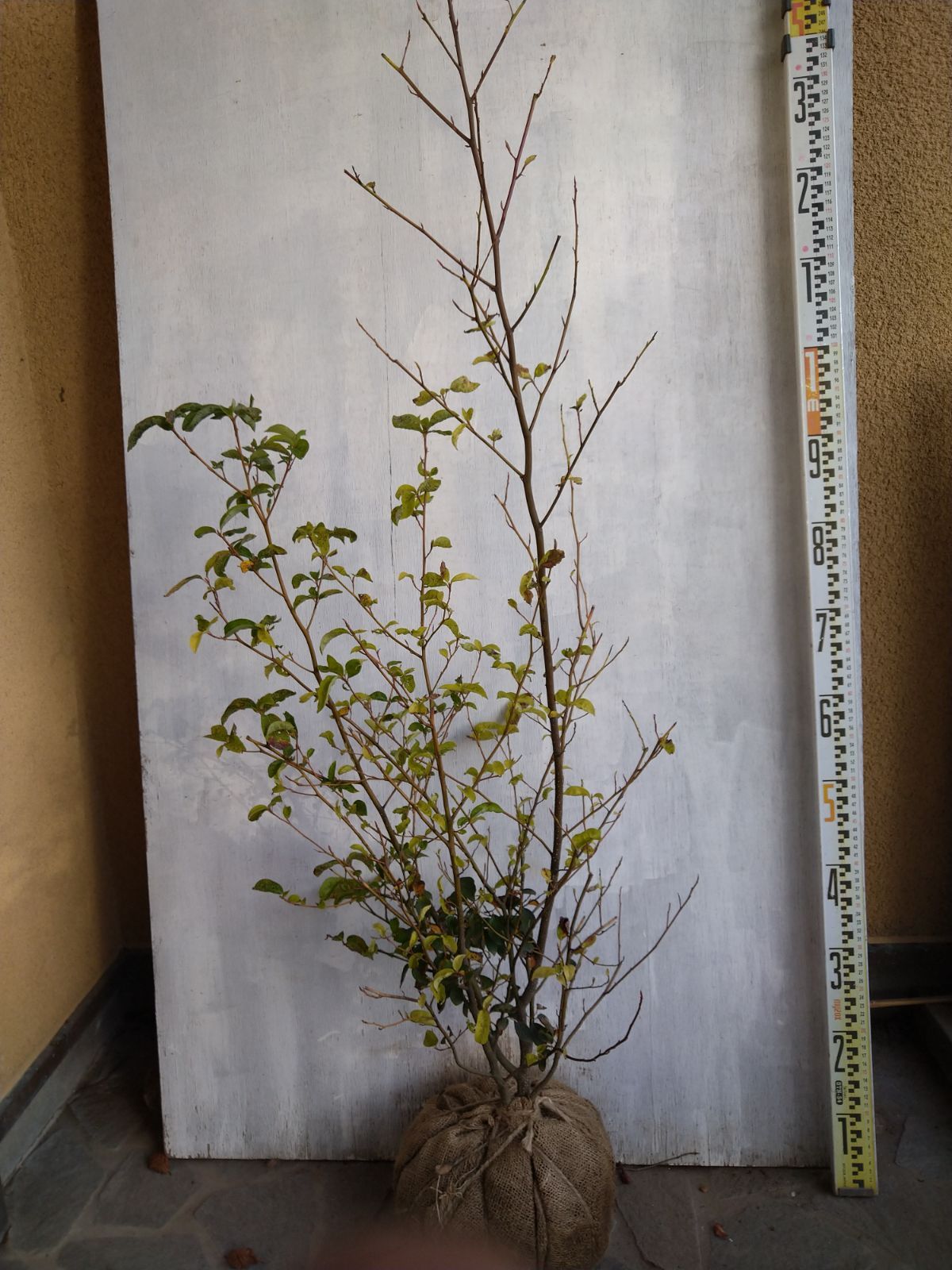 クロモジ株立ち