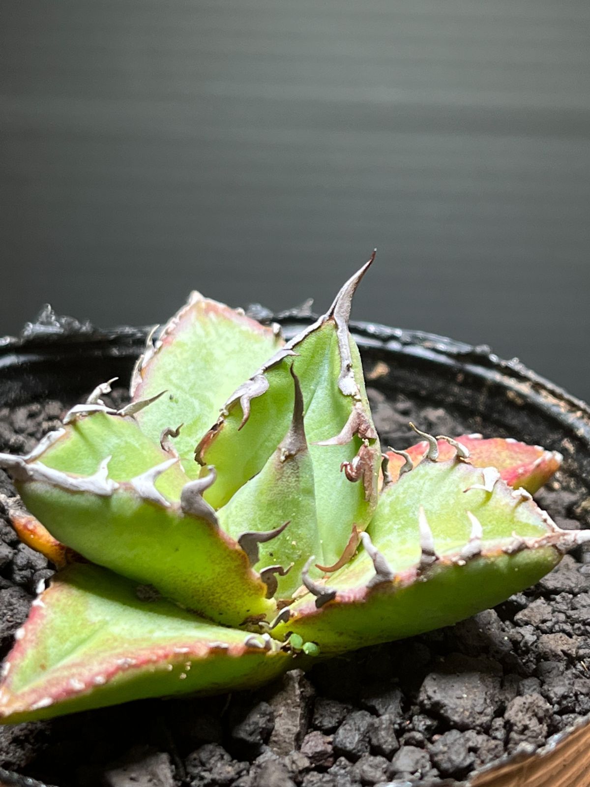 超選抜 希少種 アガベ チタノタ 魚刺 カキ仔 大サイズ 植物 | red