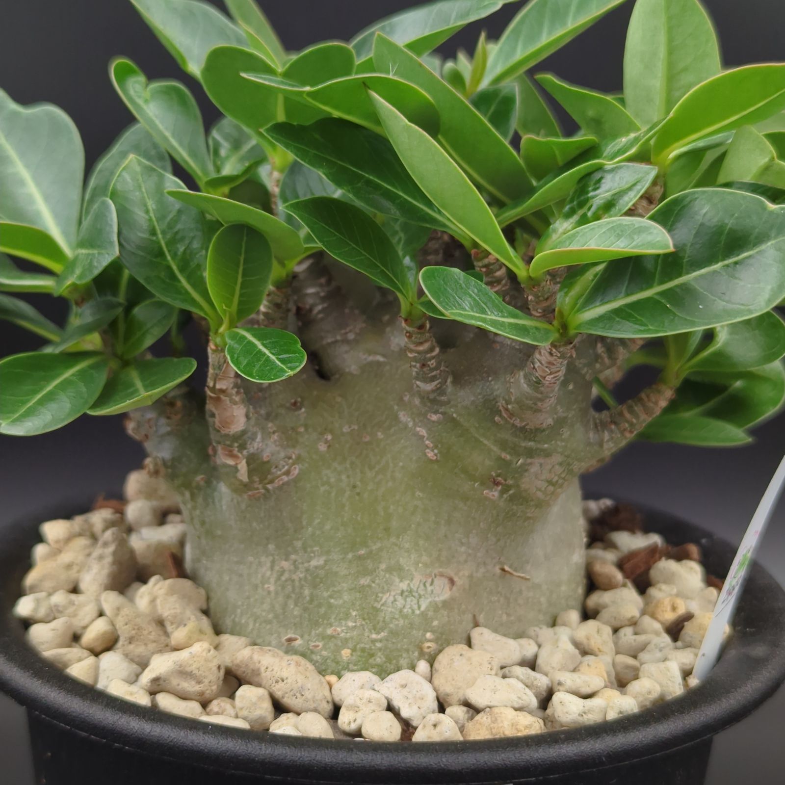 5号サイズ【塊根植物】アデニウム アラビカム モンスター 鉢ごと