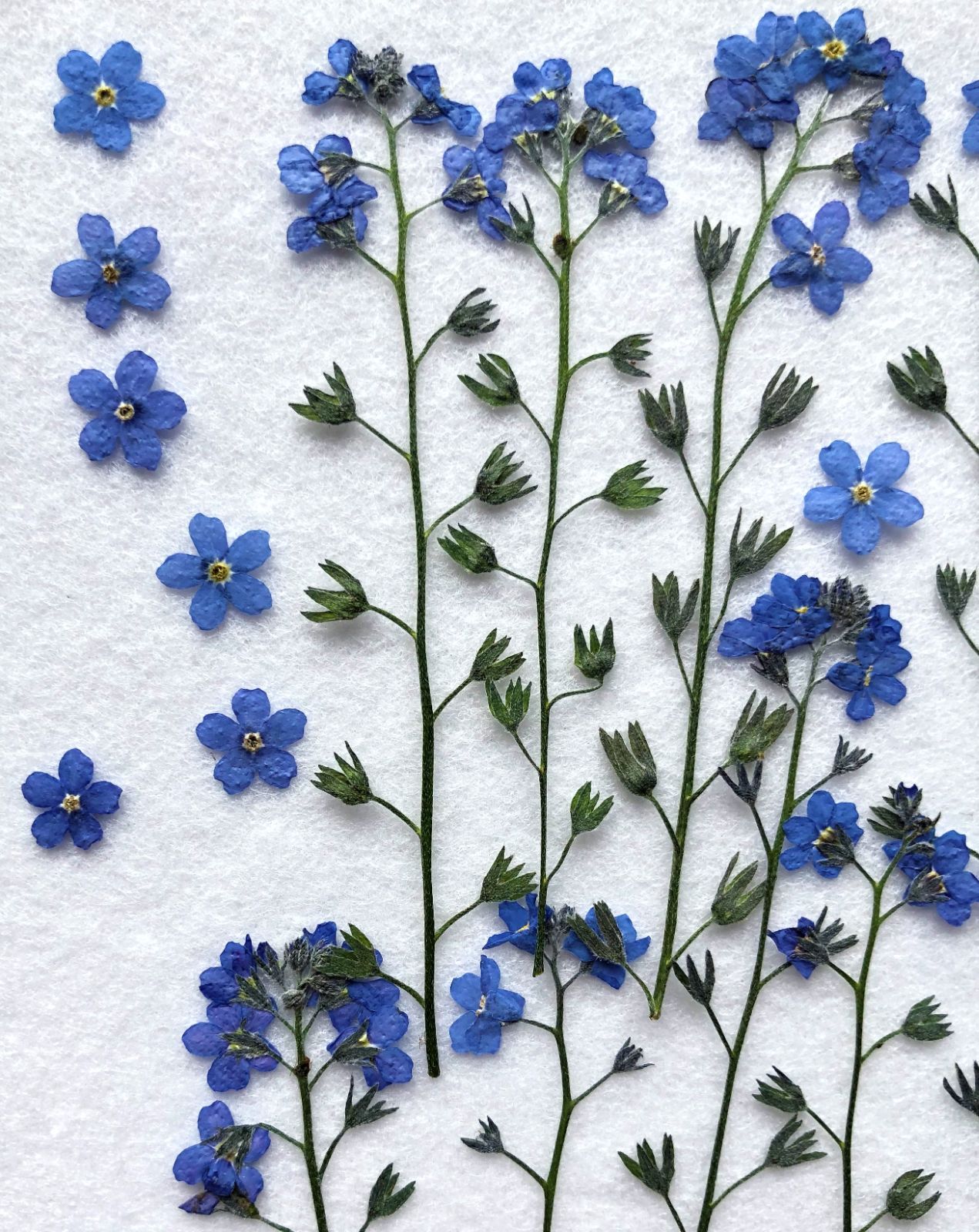メルカリshops 押し花 忘れな草 茎付き10本 花25枚 I 26 メルカリshops 押し花 忘れな草 茎付き10本 花25枚 I 26