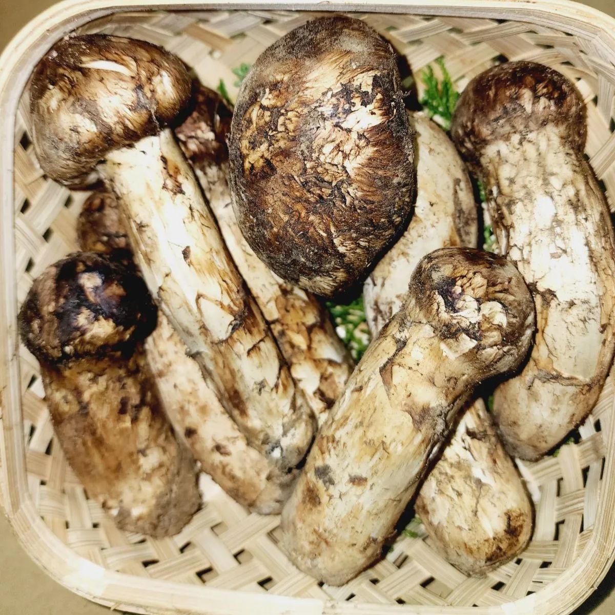 中国産 【天然 つぼみ 中腕 松茸 400~450g】3L~2L 3~7本-