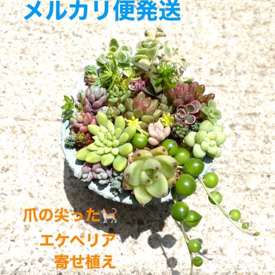 多肉植物 エケベリア ＊ メキシコティアーズ 2苗セット ＊