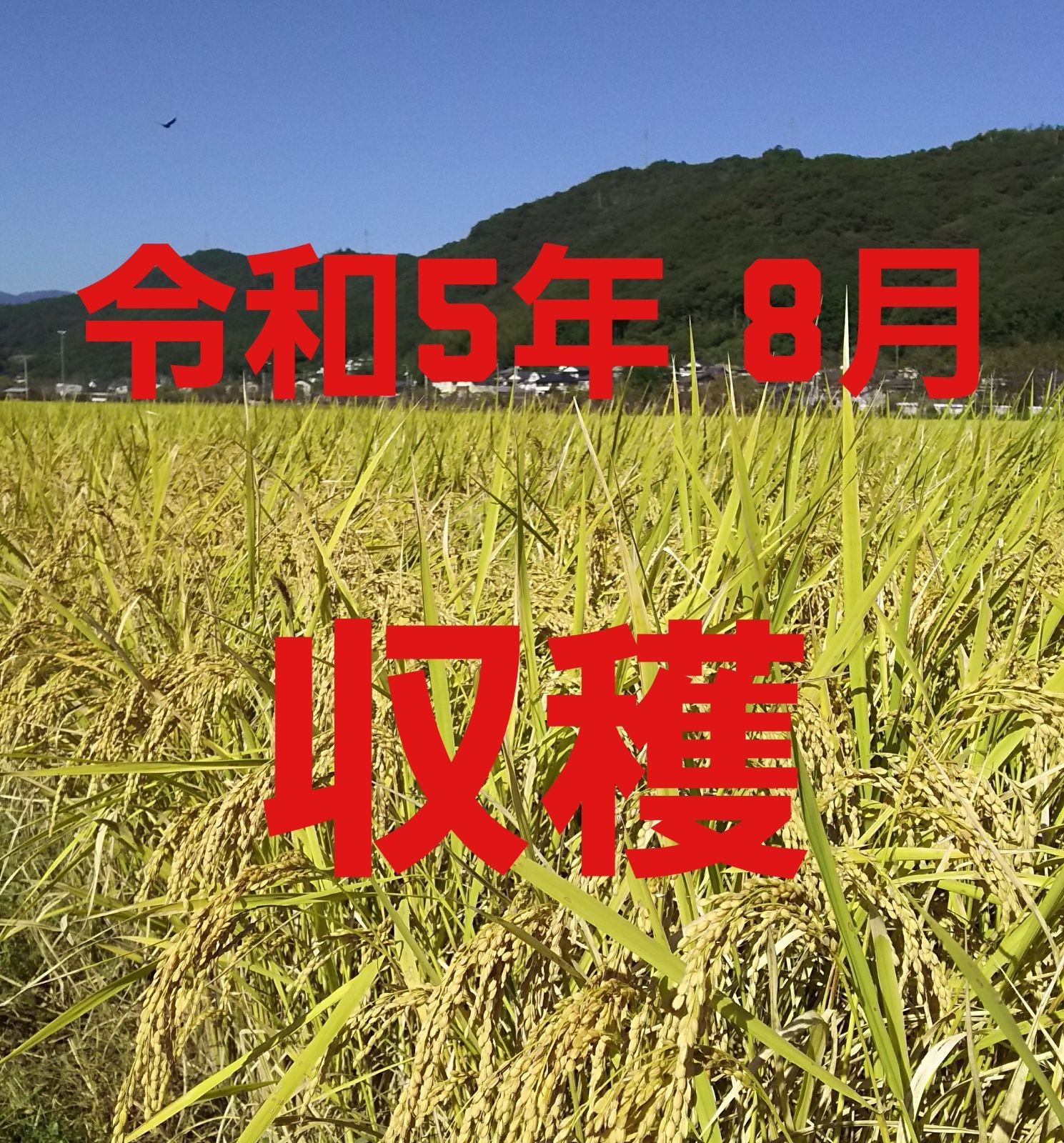 送料込み 令和産 高知県産 新米コシヒカリ 玄米5㎏袋込み   通販