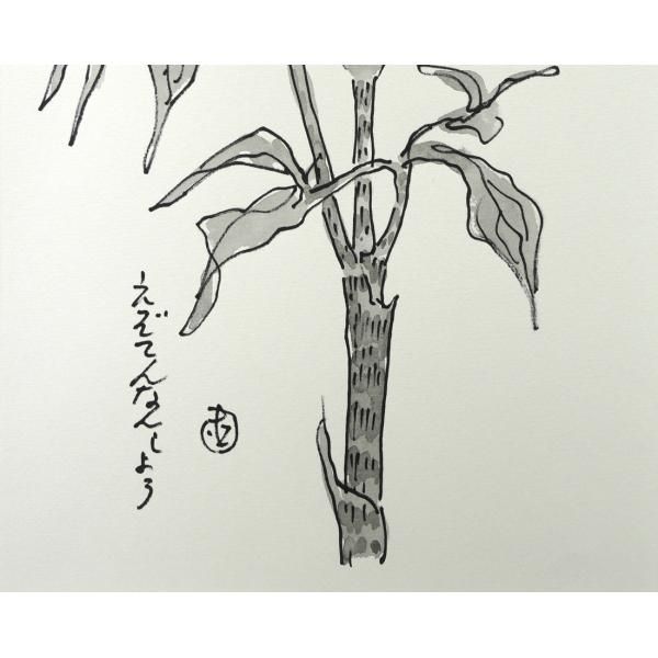 坂本 直行「えぞてんなんしょう」水彩画・4号・直筆サイン入 六花亭の