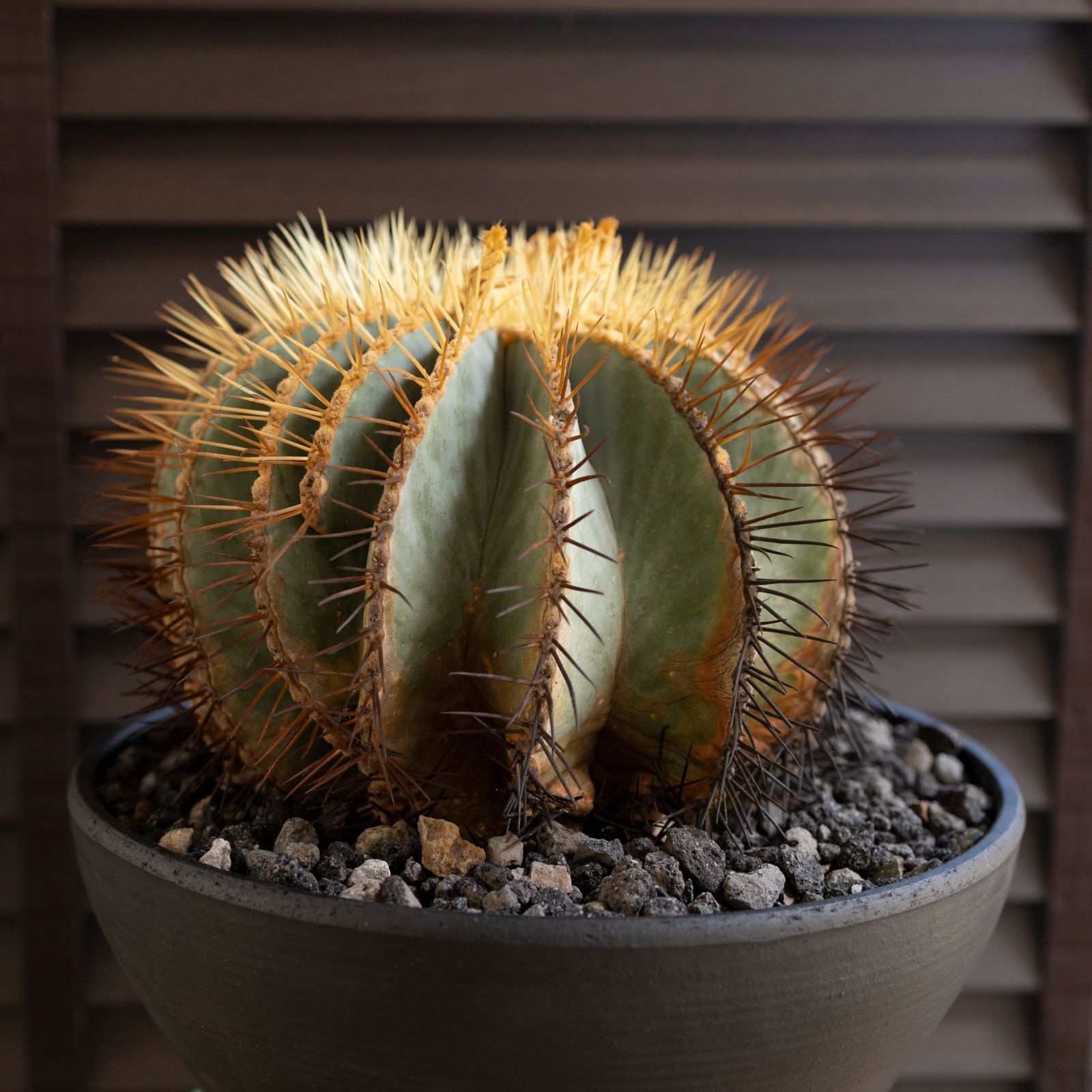 発根済】30cm 王冠竜 群生株 フェロカクタス ブルーバレル