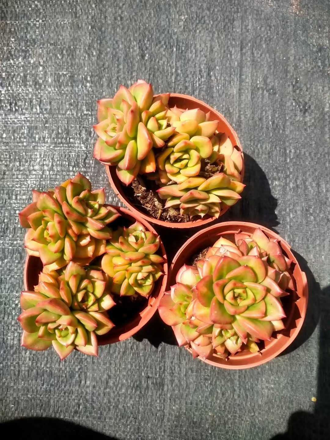新発売 35株セット ローリー 抜き苗 多肉植物 佐川急便発送 エケベリア
