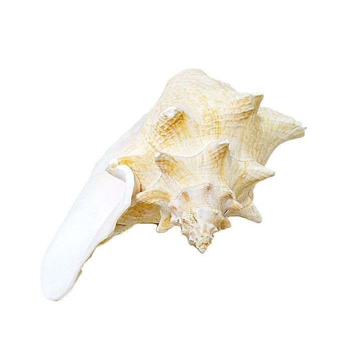 ピンク貝 コンク貝 貝殻 貝殻オブジェ 貝殻置物 希少 標本