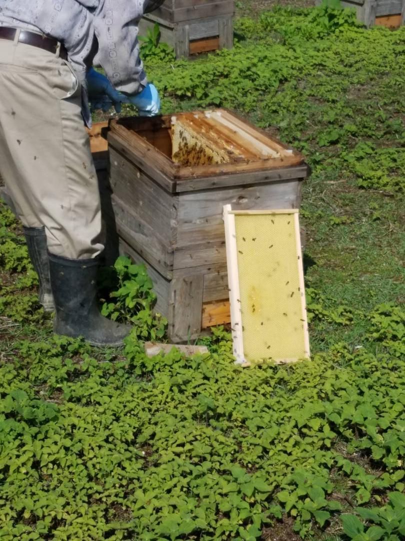 くろがねもちプレミアム 国産蜂蜜 純粋蜂蜜 無添加 非加熱 300g1個 ...