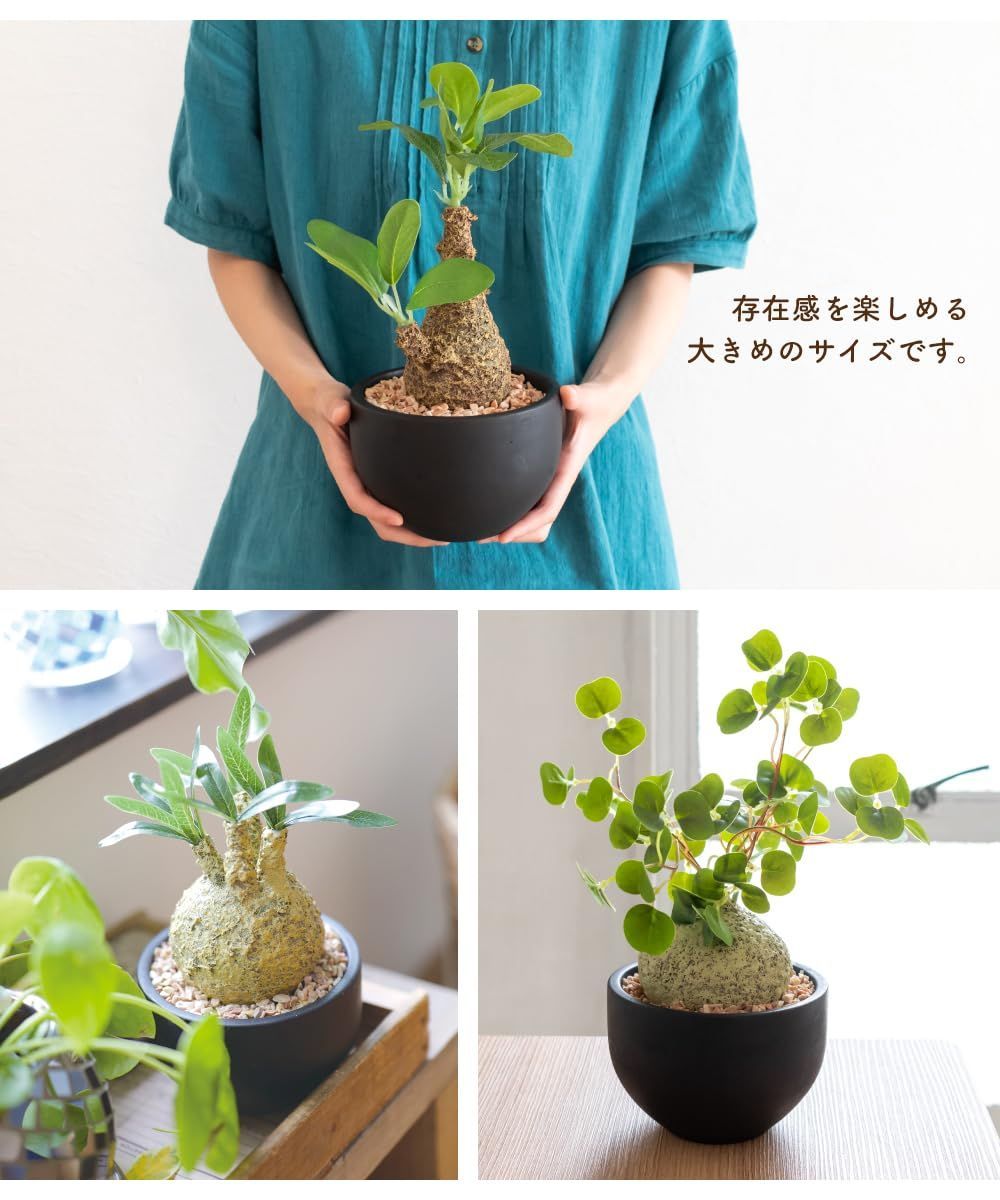 数量限定】ラフィオナクメ コーデックス 塊根植物 おしゃれ 多肉
