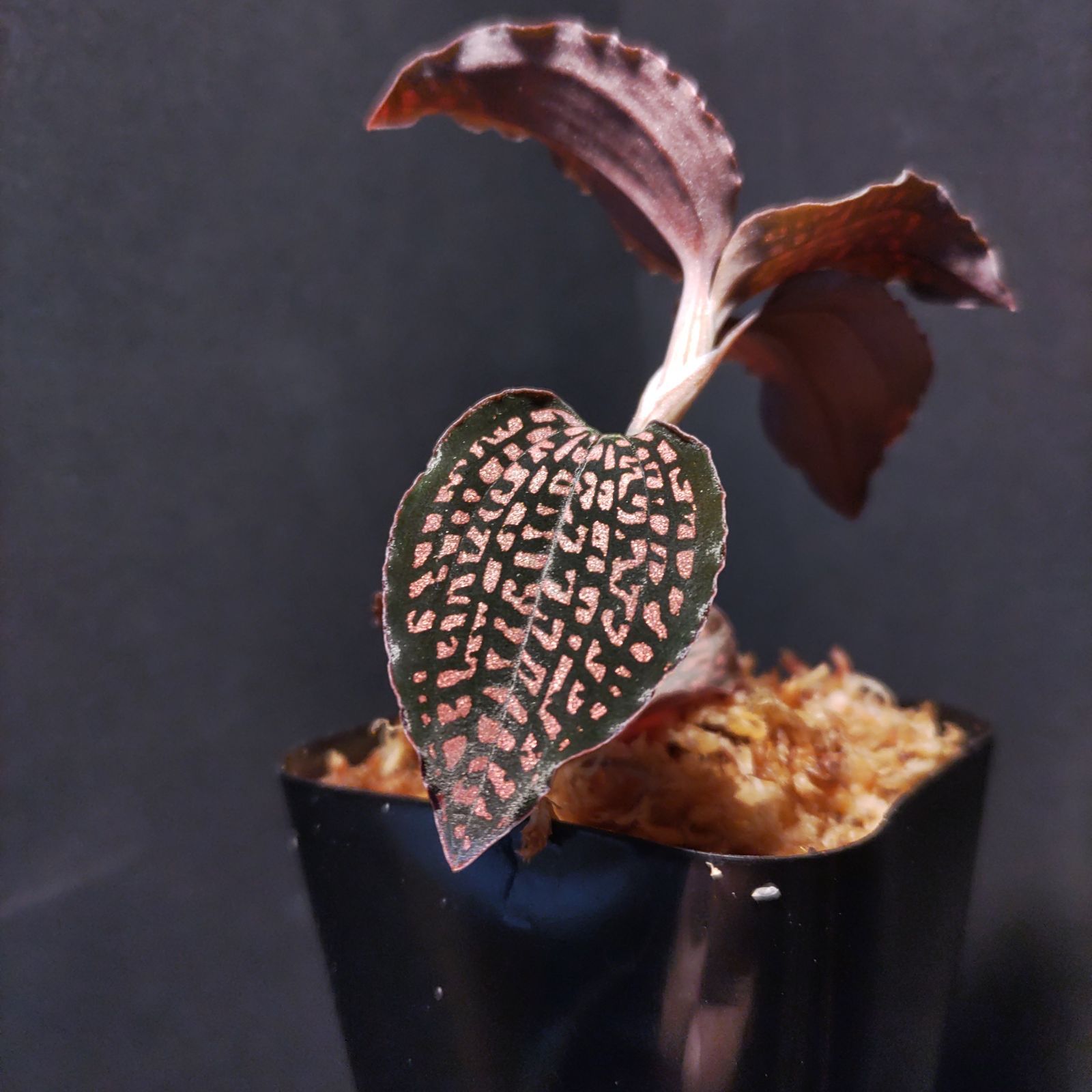 非売級！極上大株 ミクロキルス トリダックス （赤スポット） ジュエル