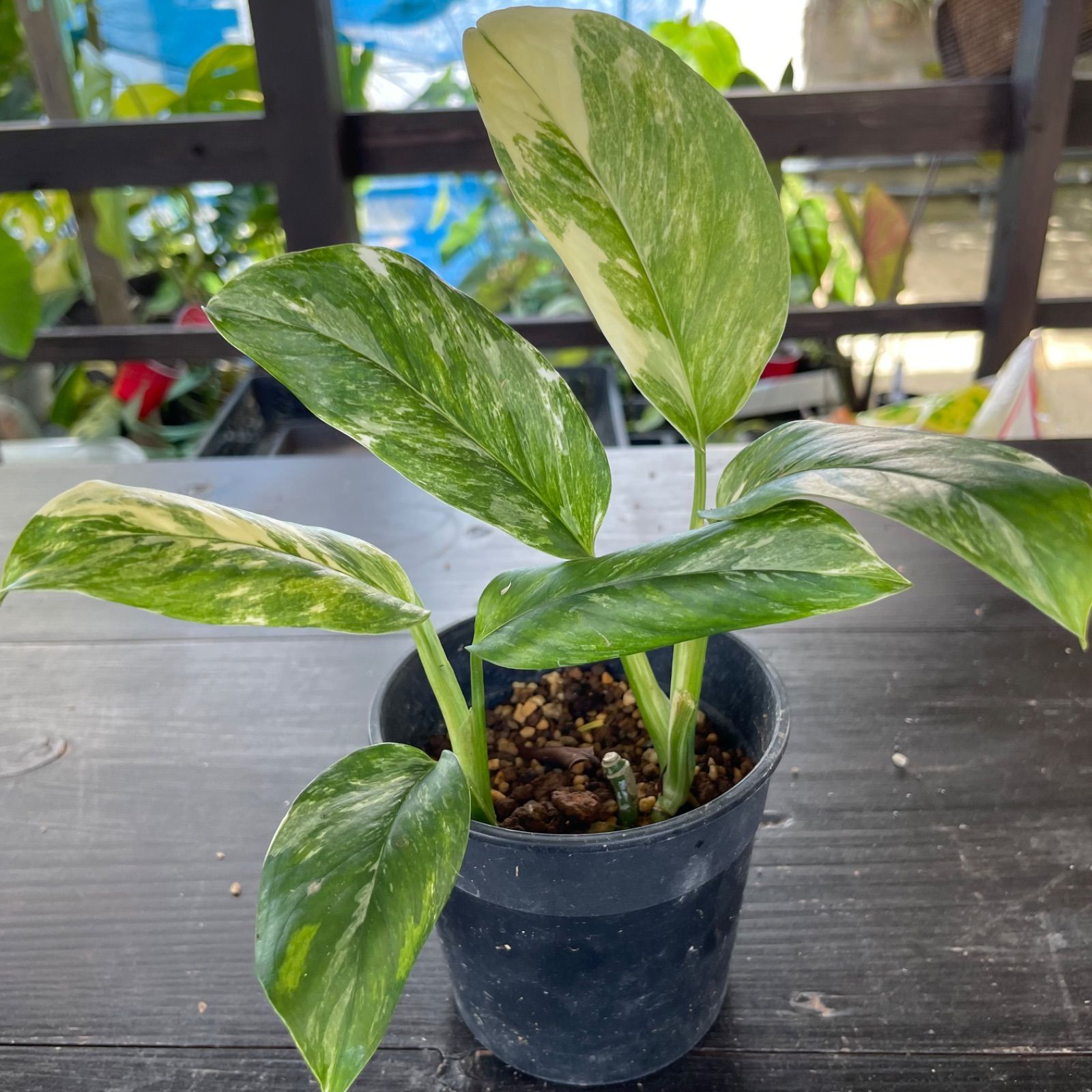 希少】 モンステラ レクレリアナ 斑入り Monstera lechleriana 希少】 モンステラ レクレリアナ 斑入り Monstera lechleriana