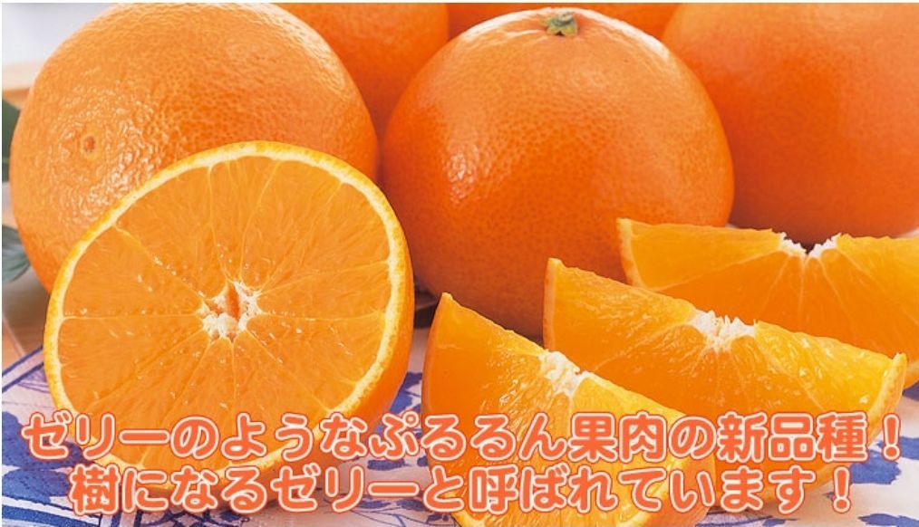 越冬熟成紅まどんな ゼリーな柑橘類