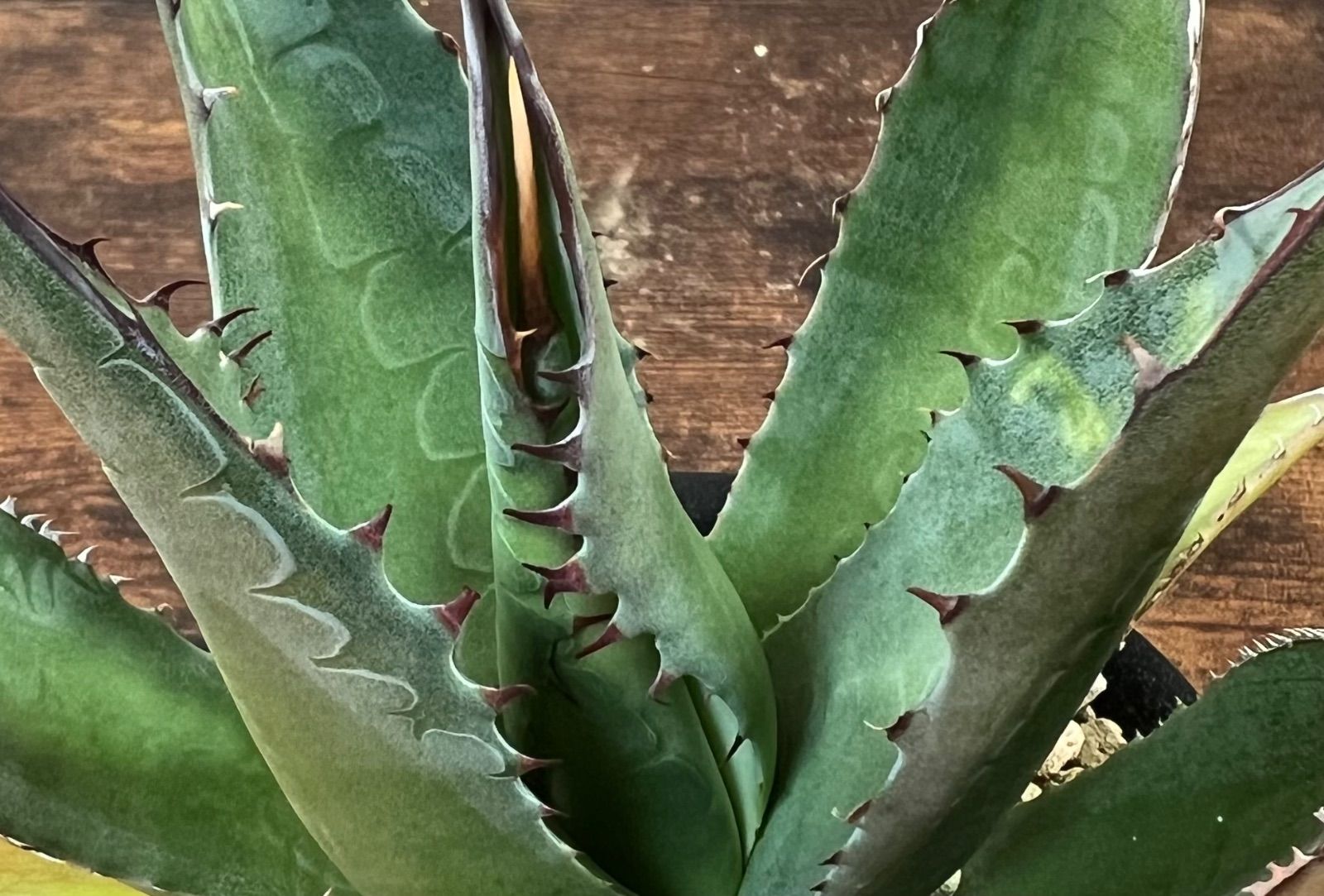 アガベ　パラサナ✖️シャウィー Agave/アガベ 'ShawParr' (Shawii x parrasana) シャウィー×パラサナ