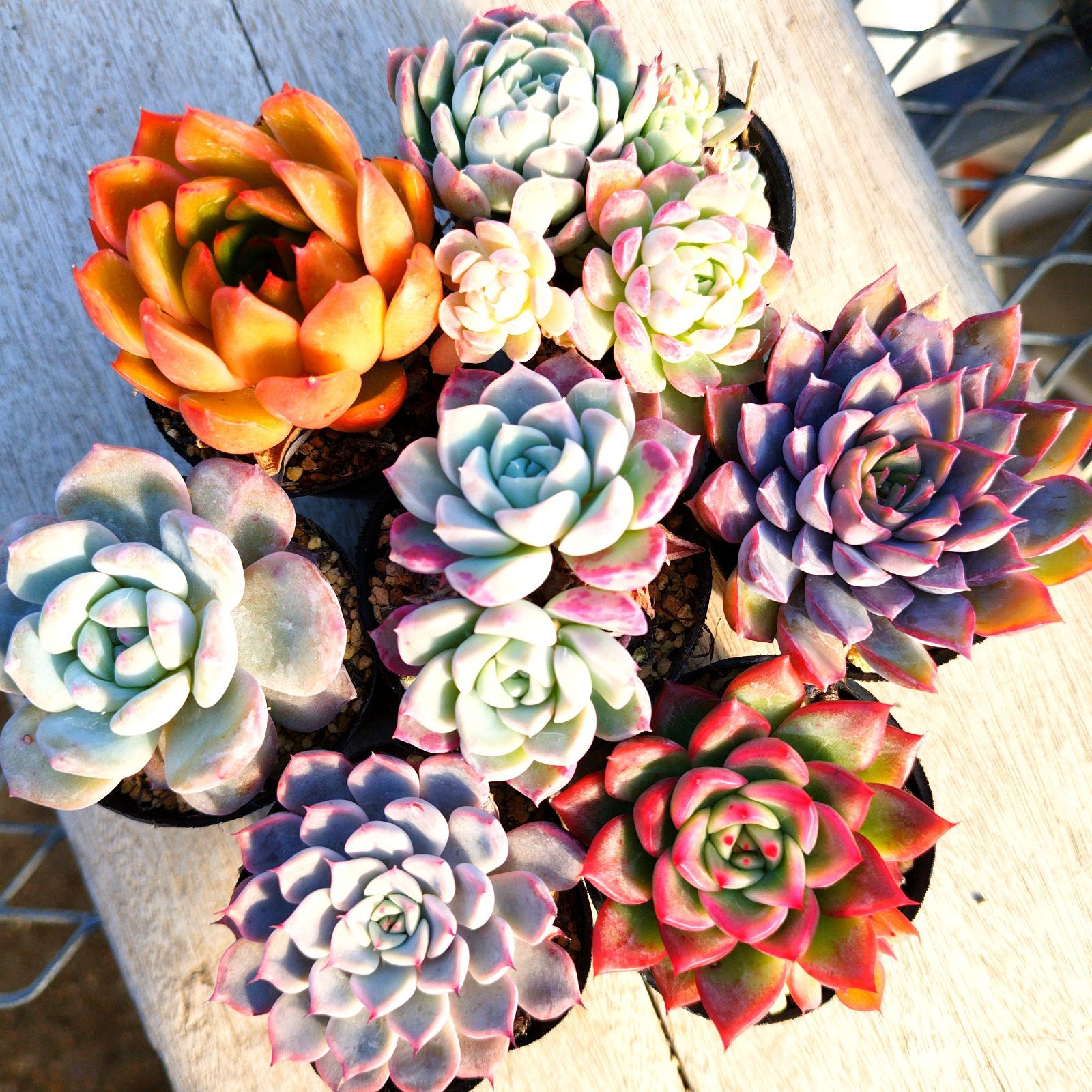 多肉植物 エケベリア 7種セット cz3 抜き苗 - メルカリ