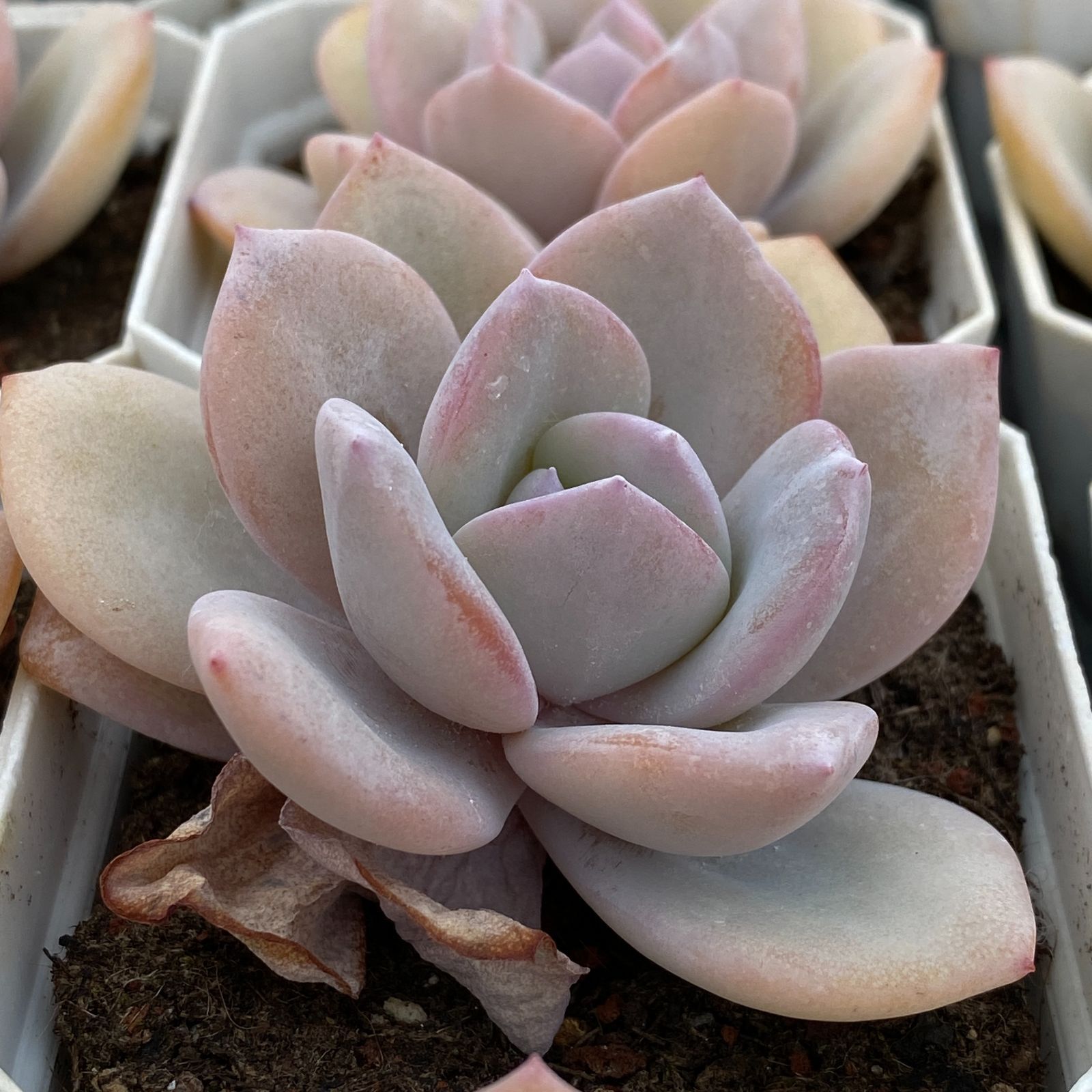 LB1331×50 マッチャ