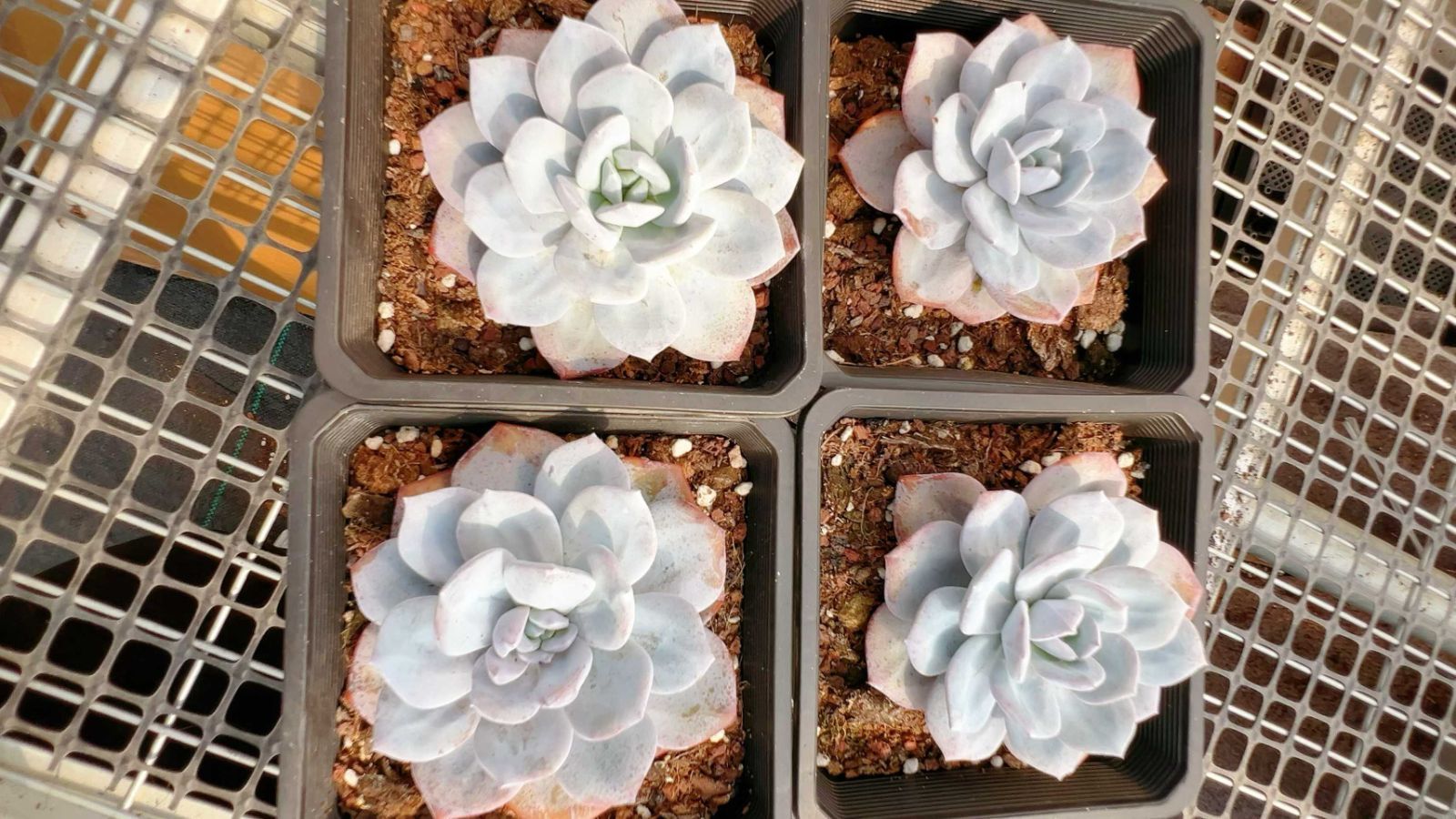 12株の抜き苗セット】ミルクティー 多肉植物 佐川急便発送 エケベリア