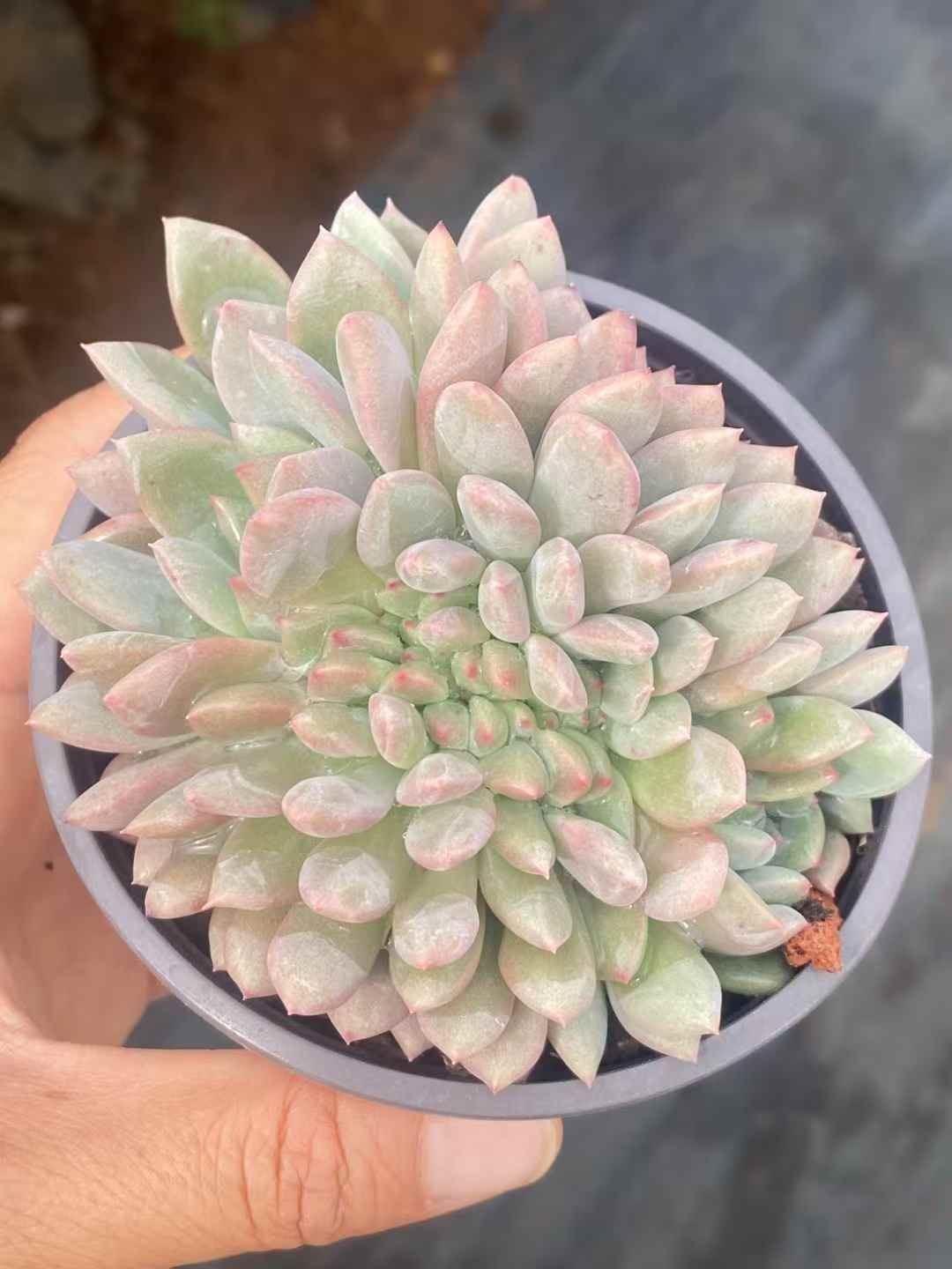 50株の抜き苗セット】フェスティブス 多肉植物 佐川急便発送