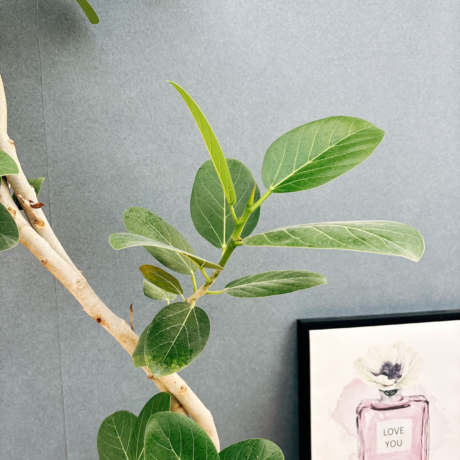 得価 【幹かなり太いです】フィカス ベンガレンシス ゴムの木 曲がり